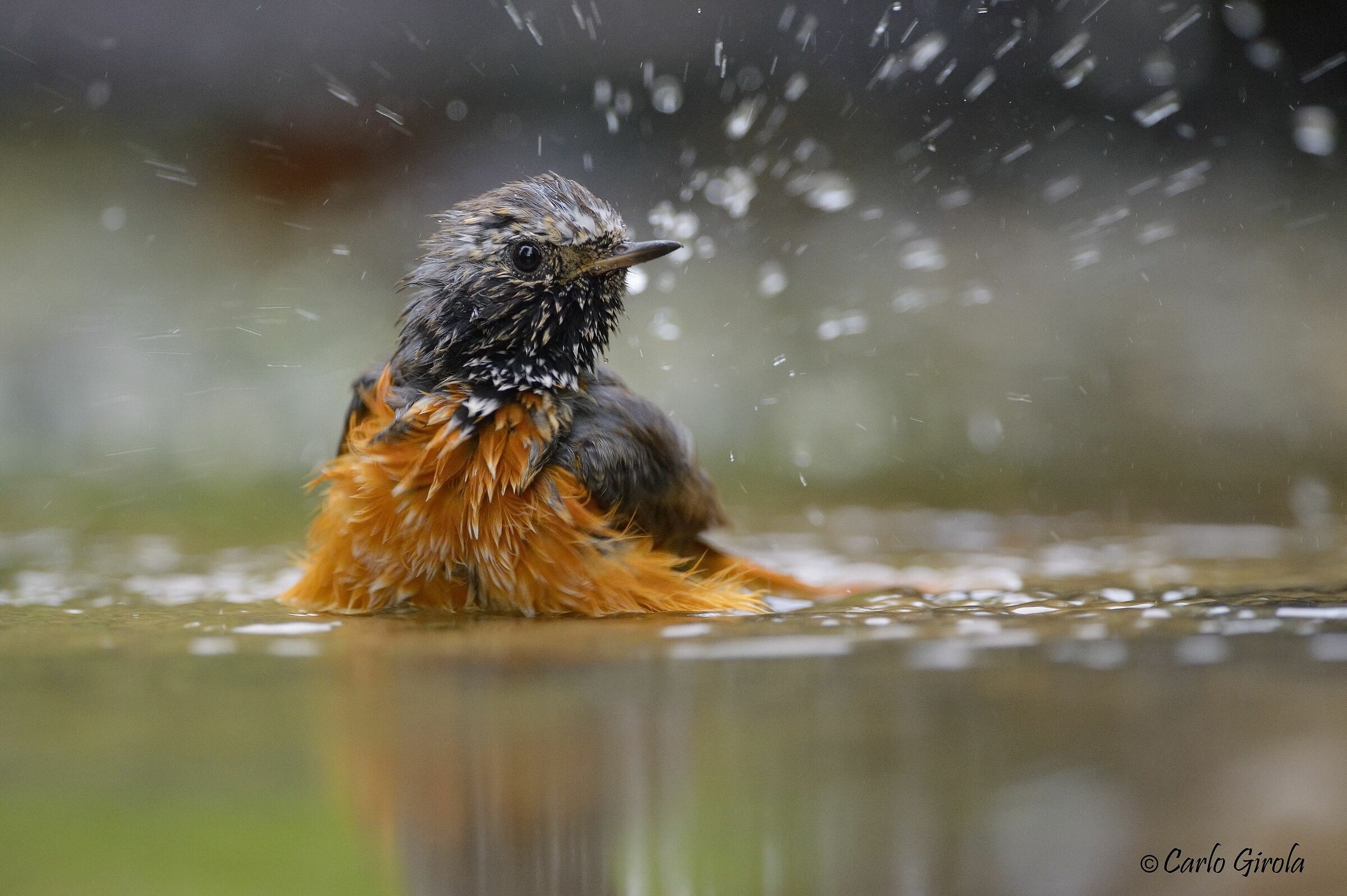 Codirosso (Phoenicurus phoenicurus)