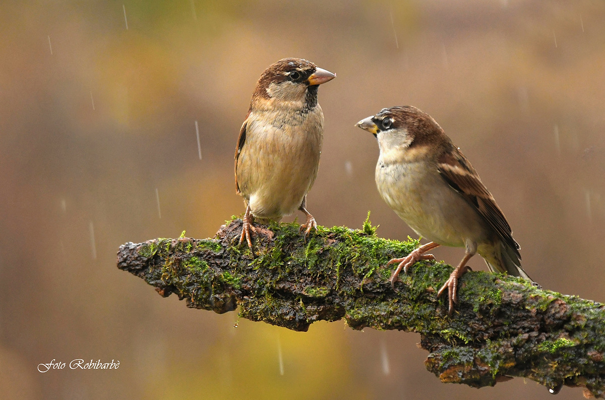 Sparrows...