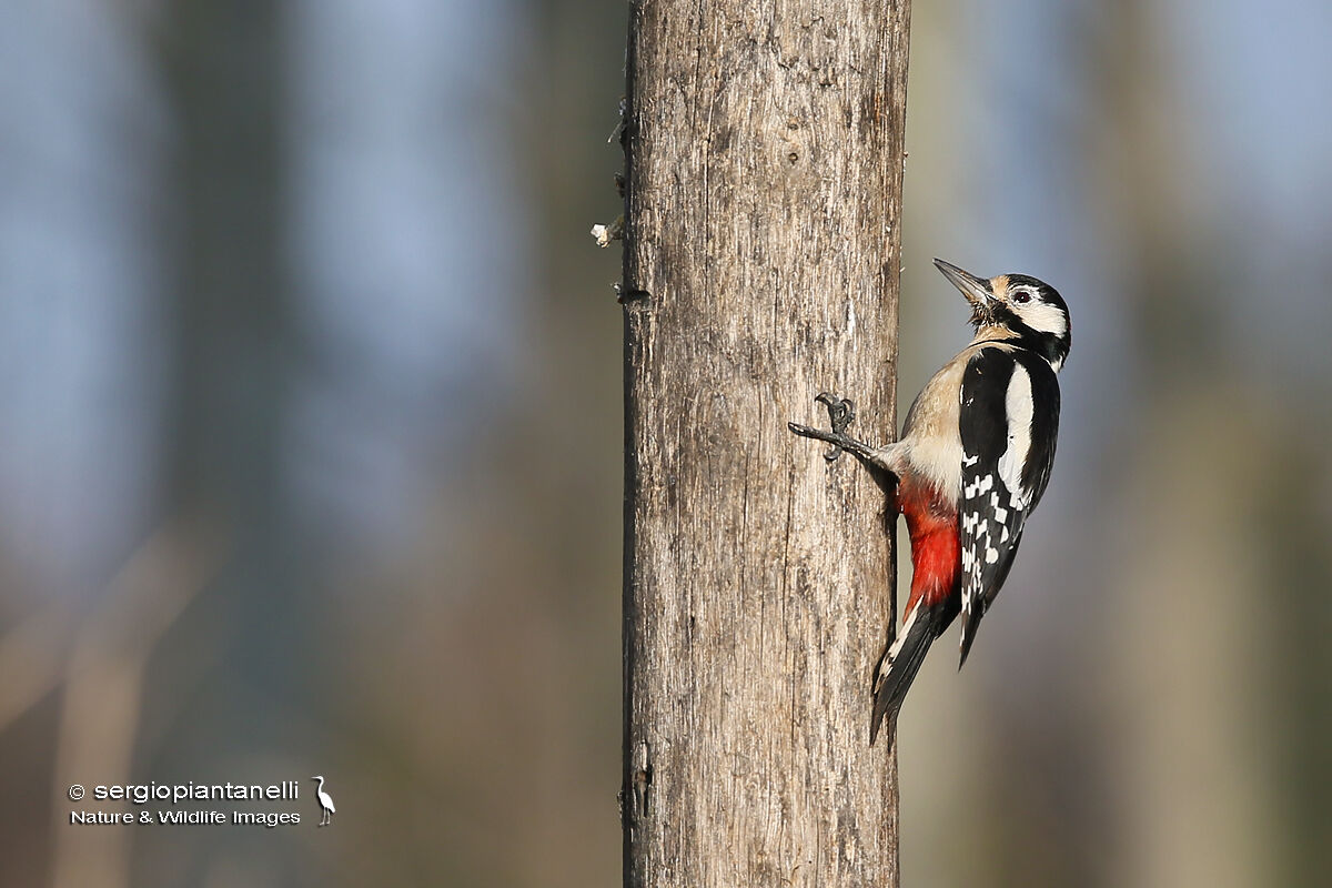 Major red woodpecker