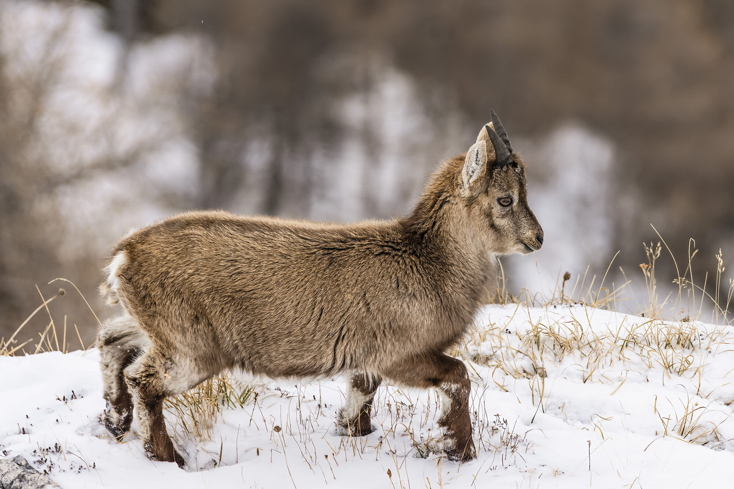 Young Ibex