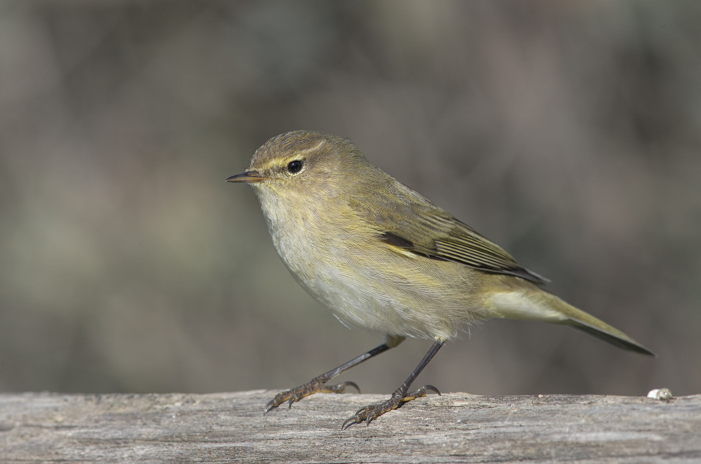 he little.... review processing