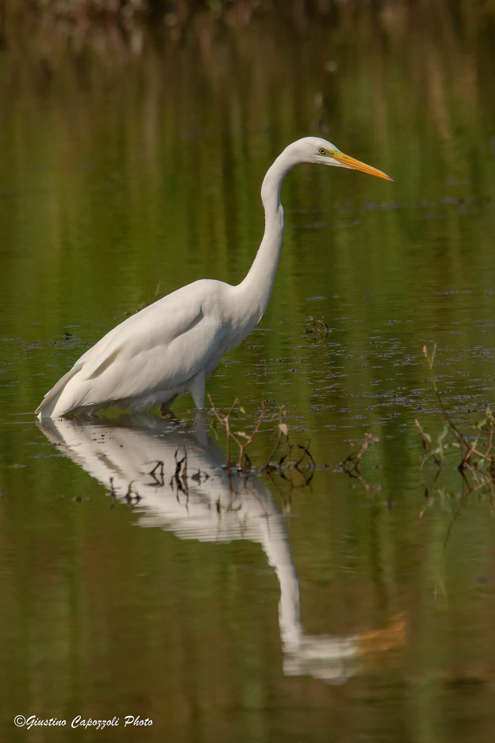 White Heron