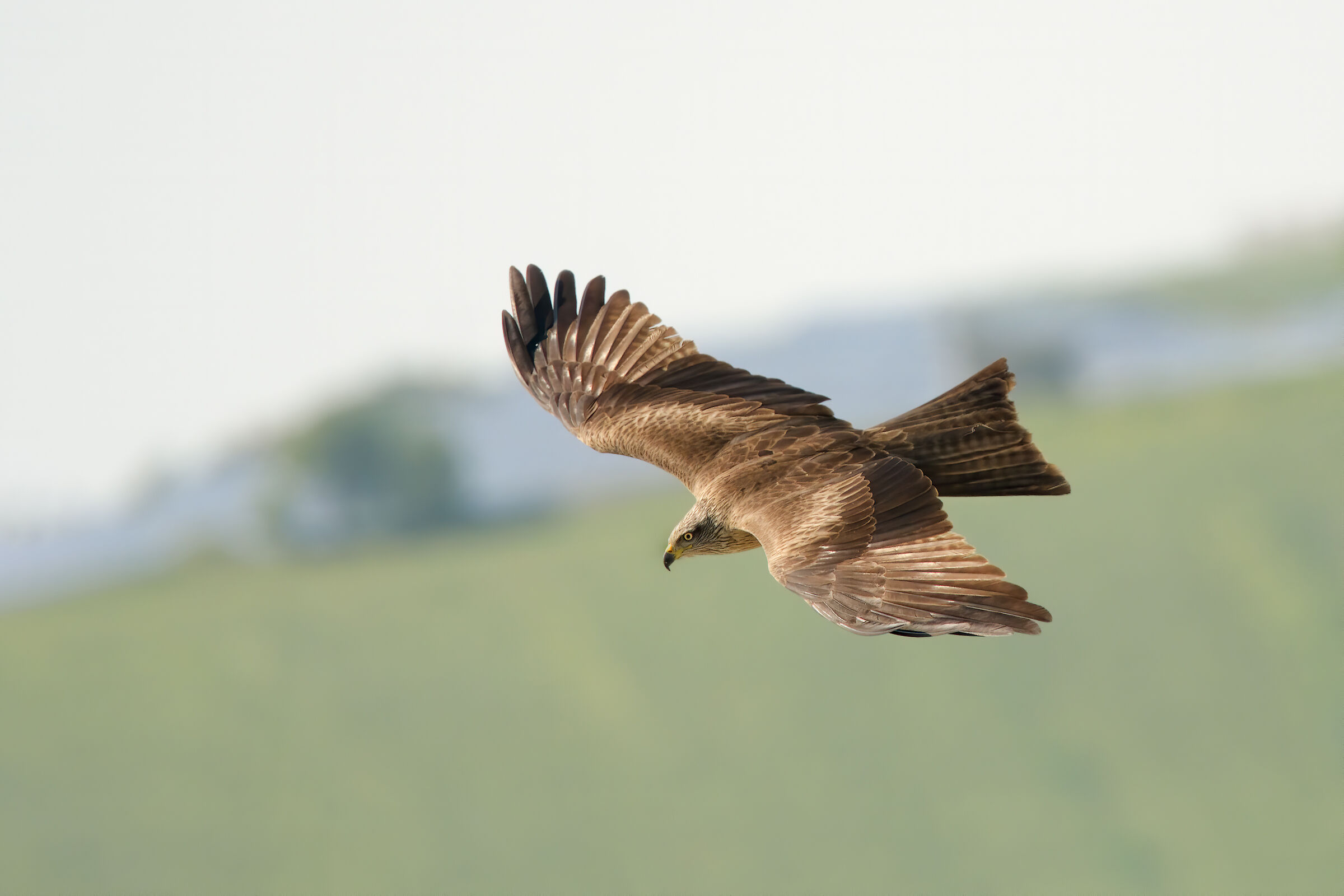 Brown kite (Milvus migrans)