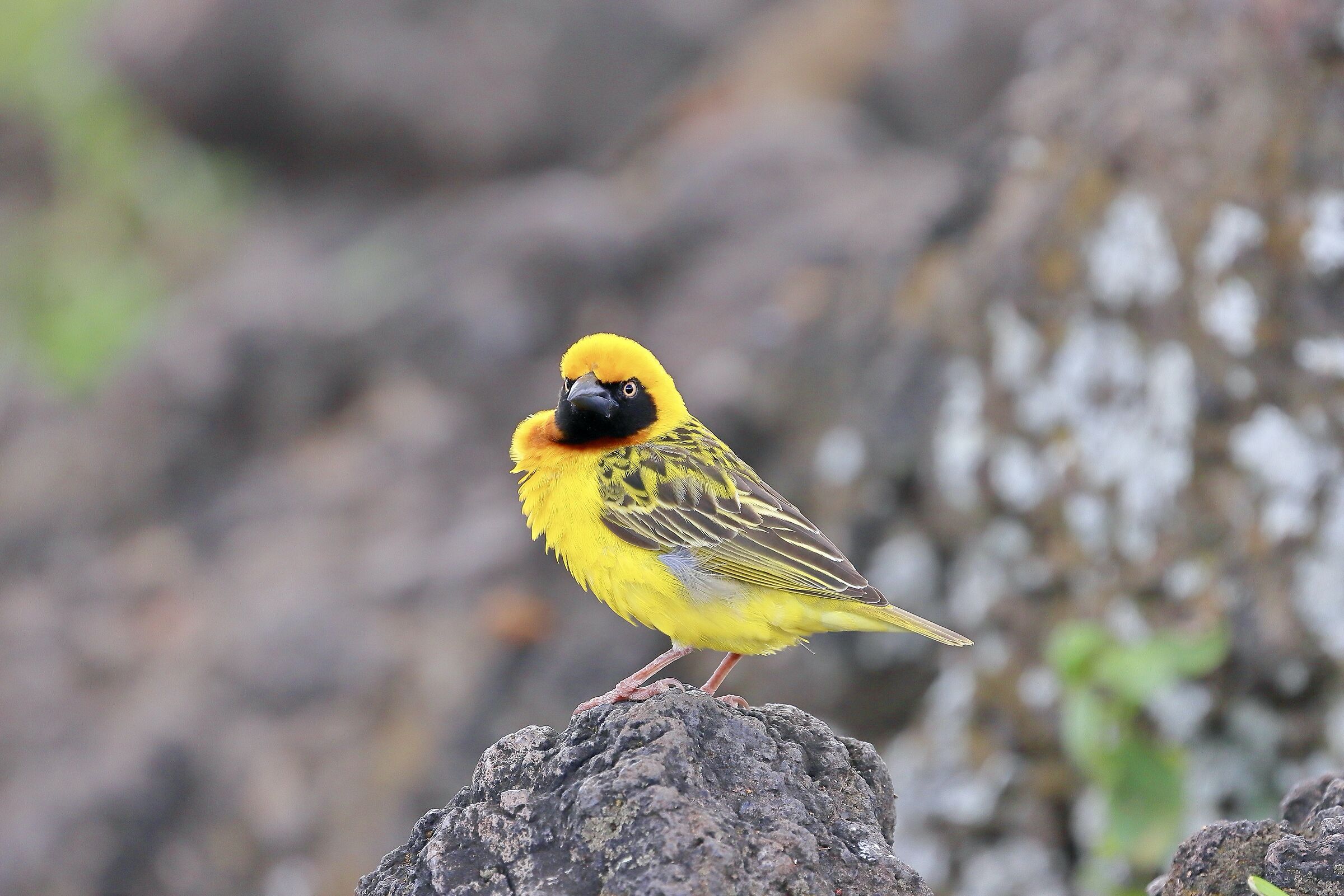 Ploceus, yellow weaver bird