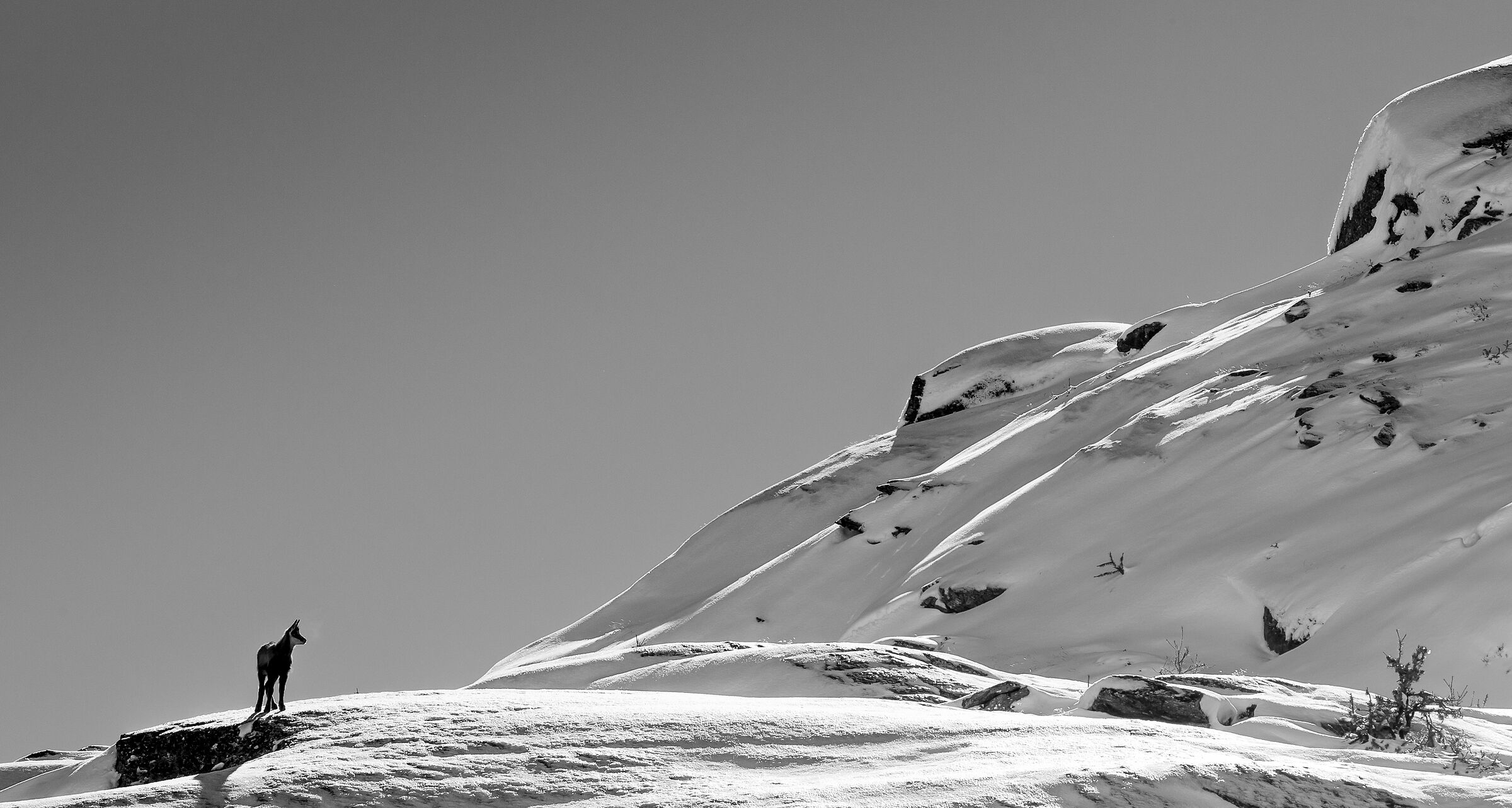 camoscetto e prima neve d'ottobre