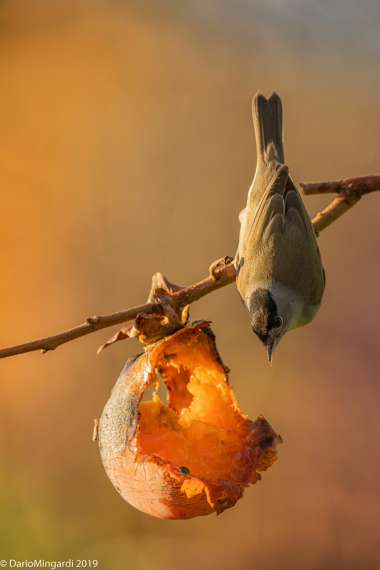 Capinera sul mio caco