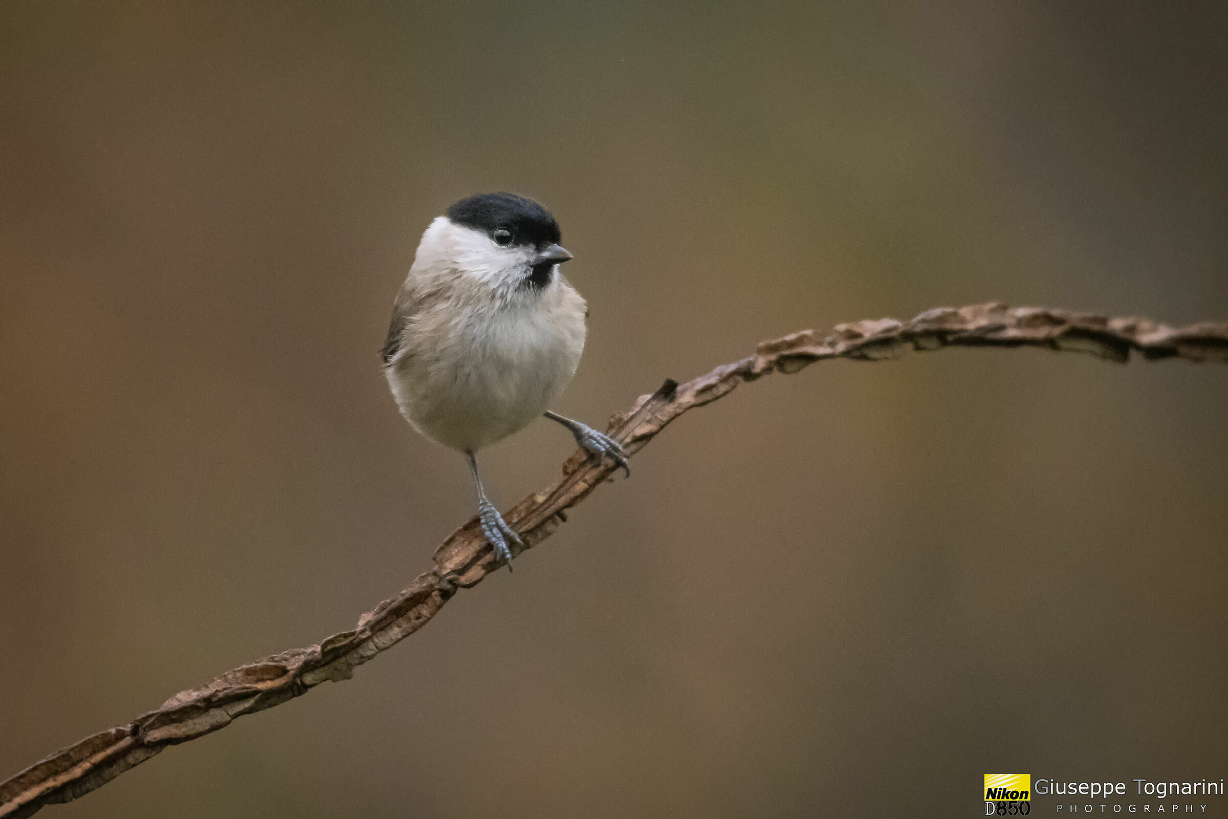 Cincia bigy (Poecile palustris)