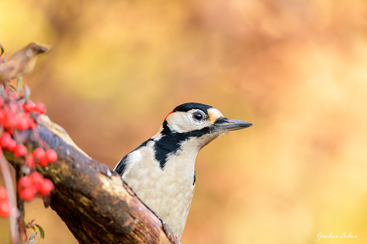 Luce calda del mattino