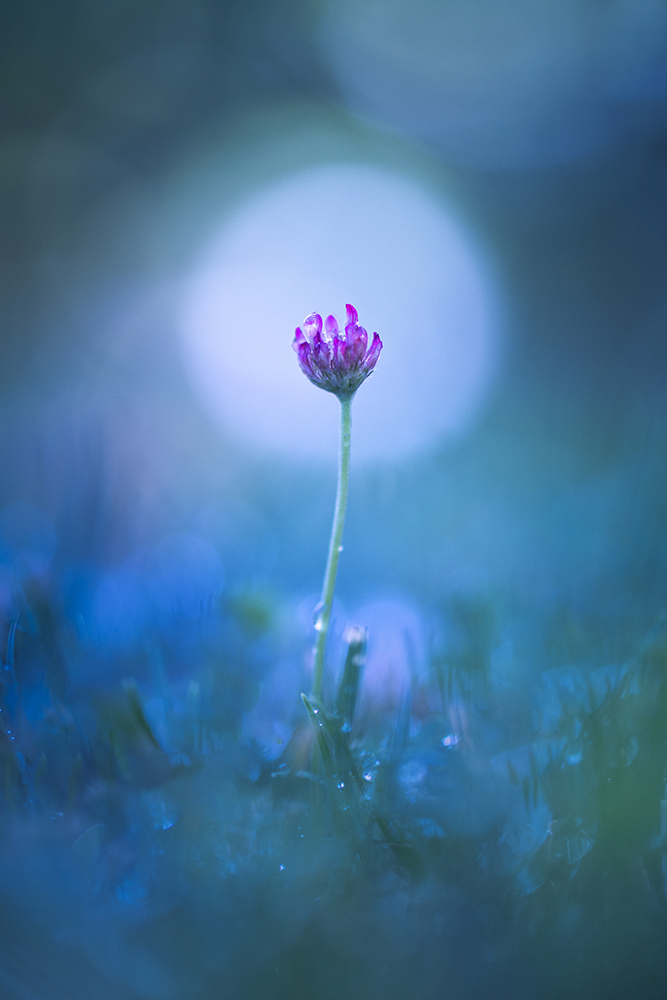 Luna Blu
