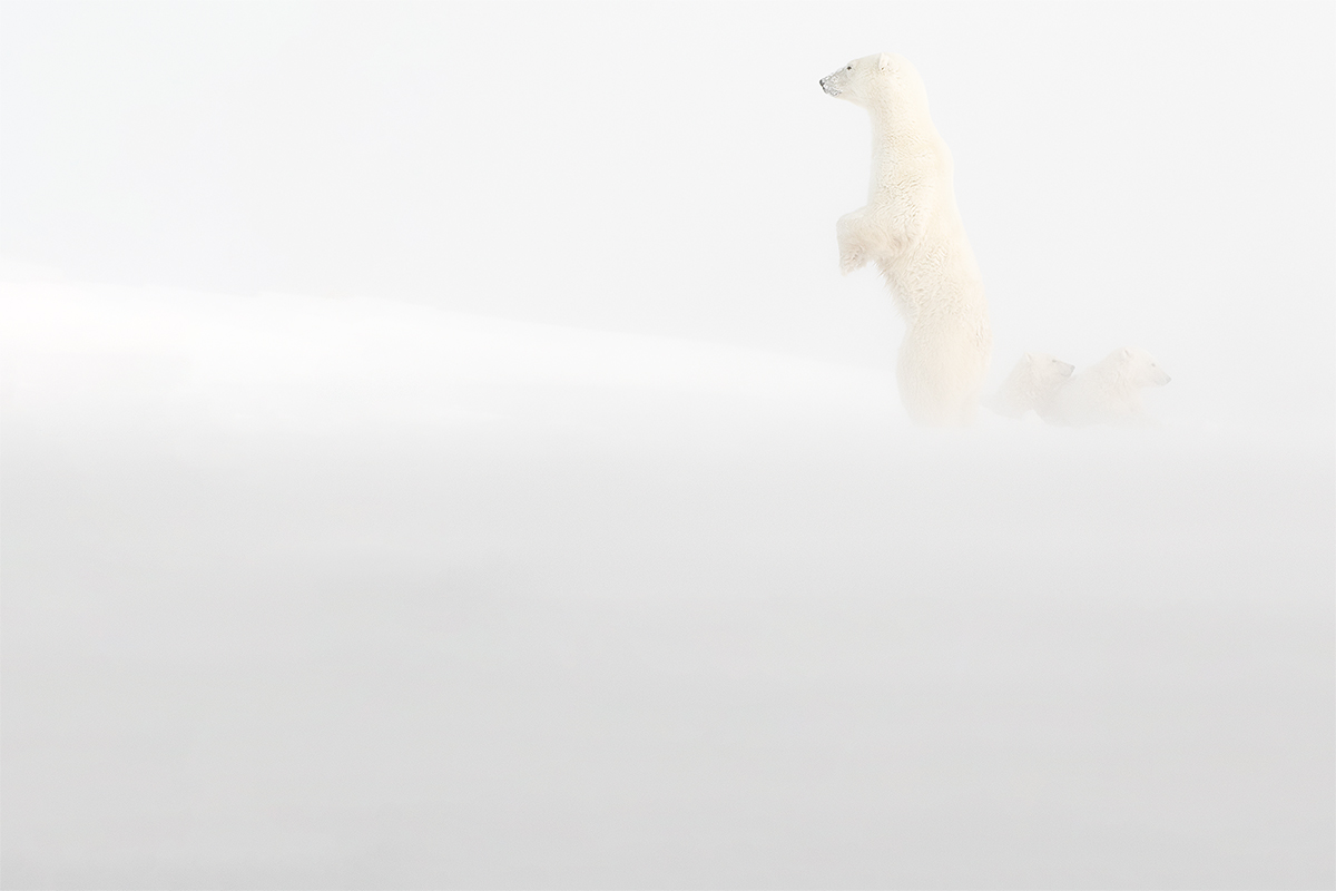 The Morning Wind