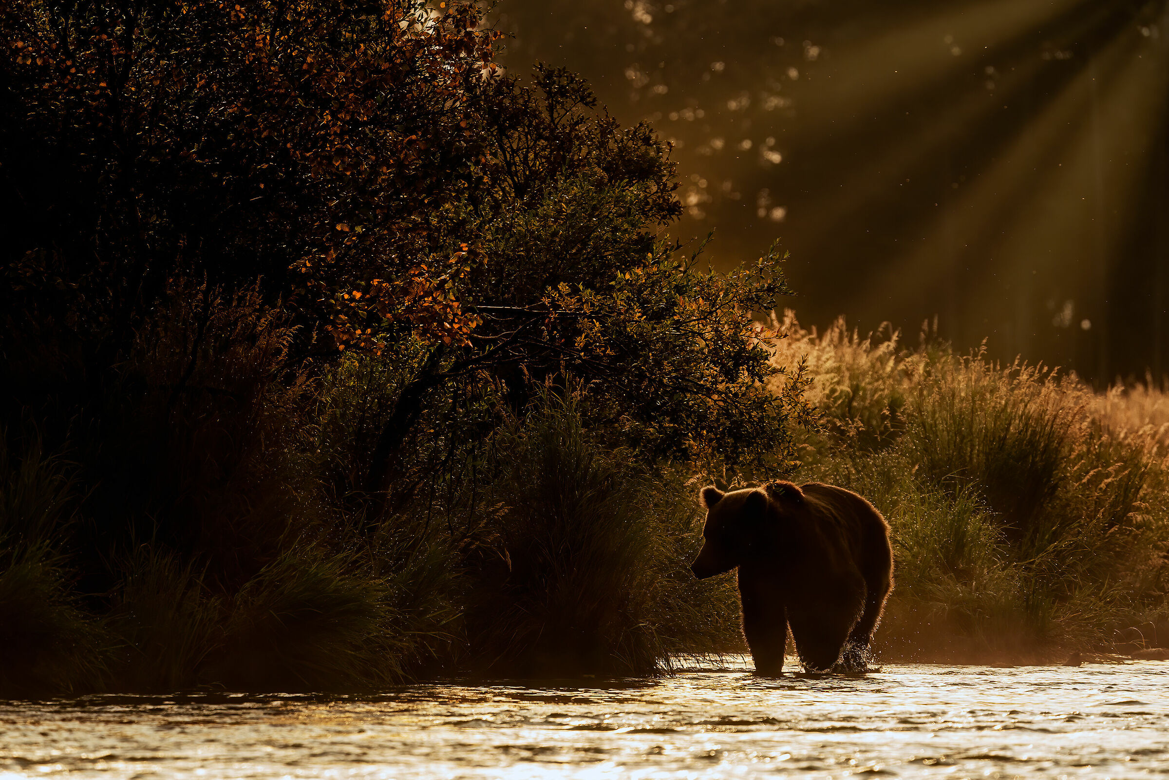 Early in the morning