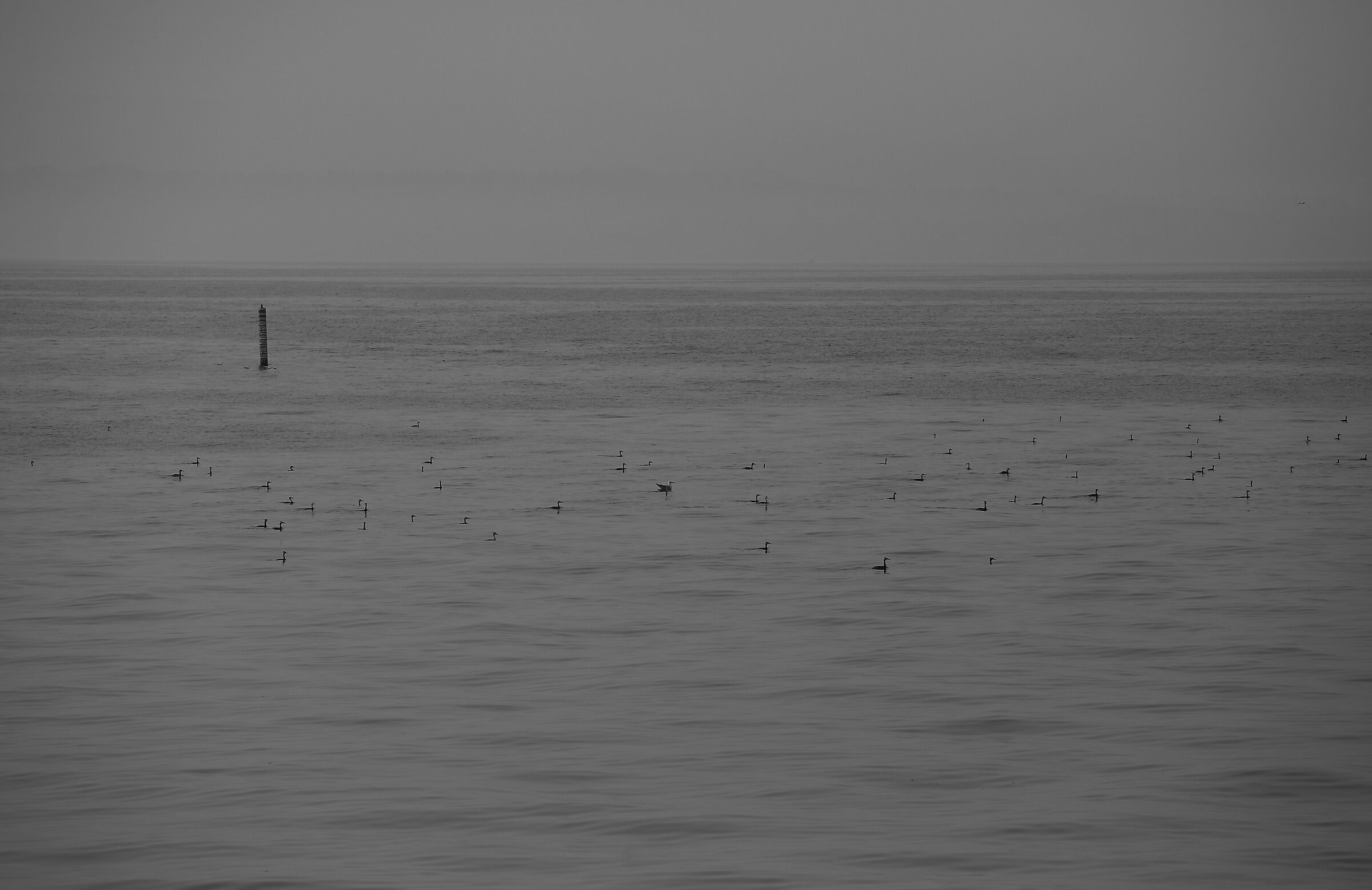 Roam... Roam... Roam.....