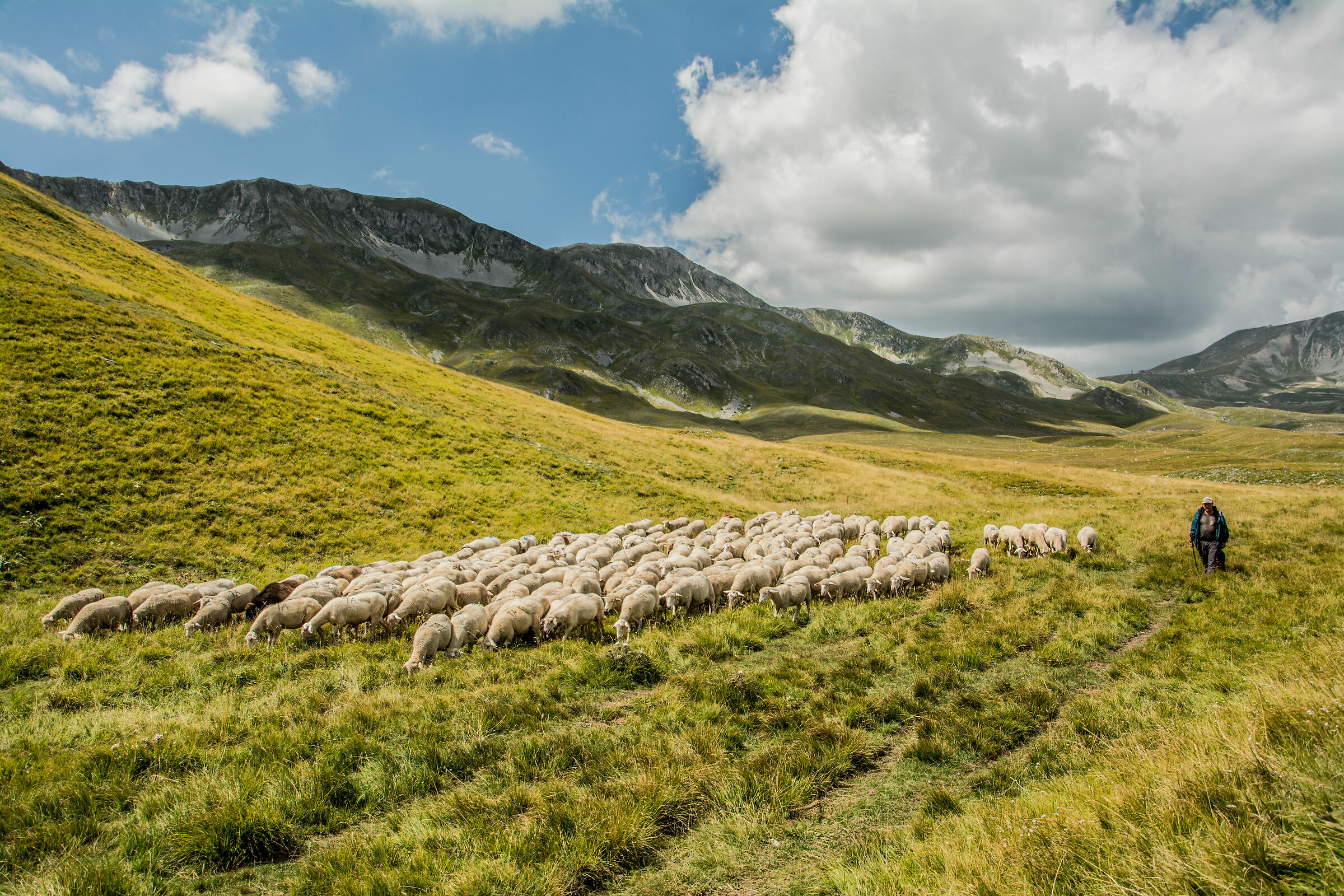 Transhumance