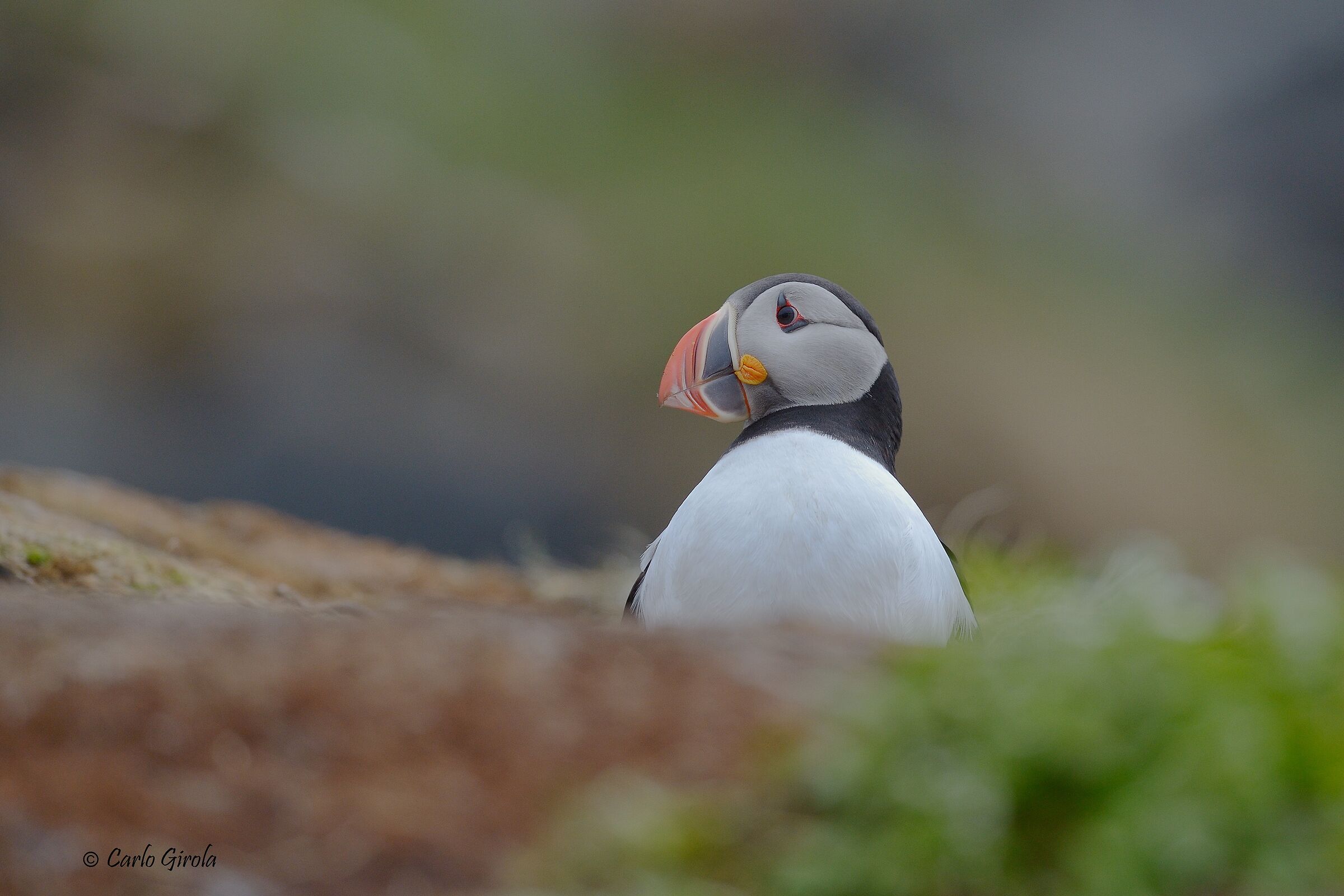 Pulcinella di mare (Fratercula arctica)