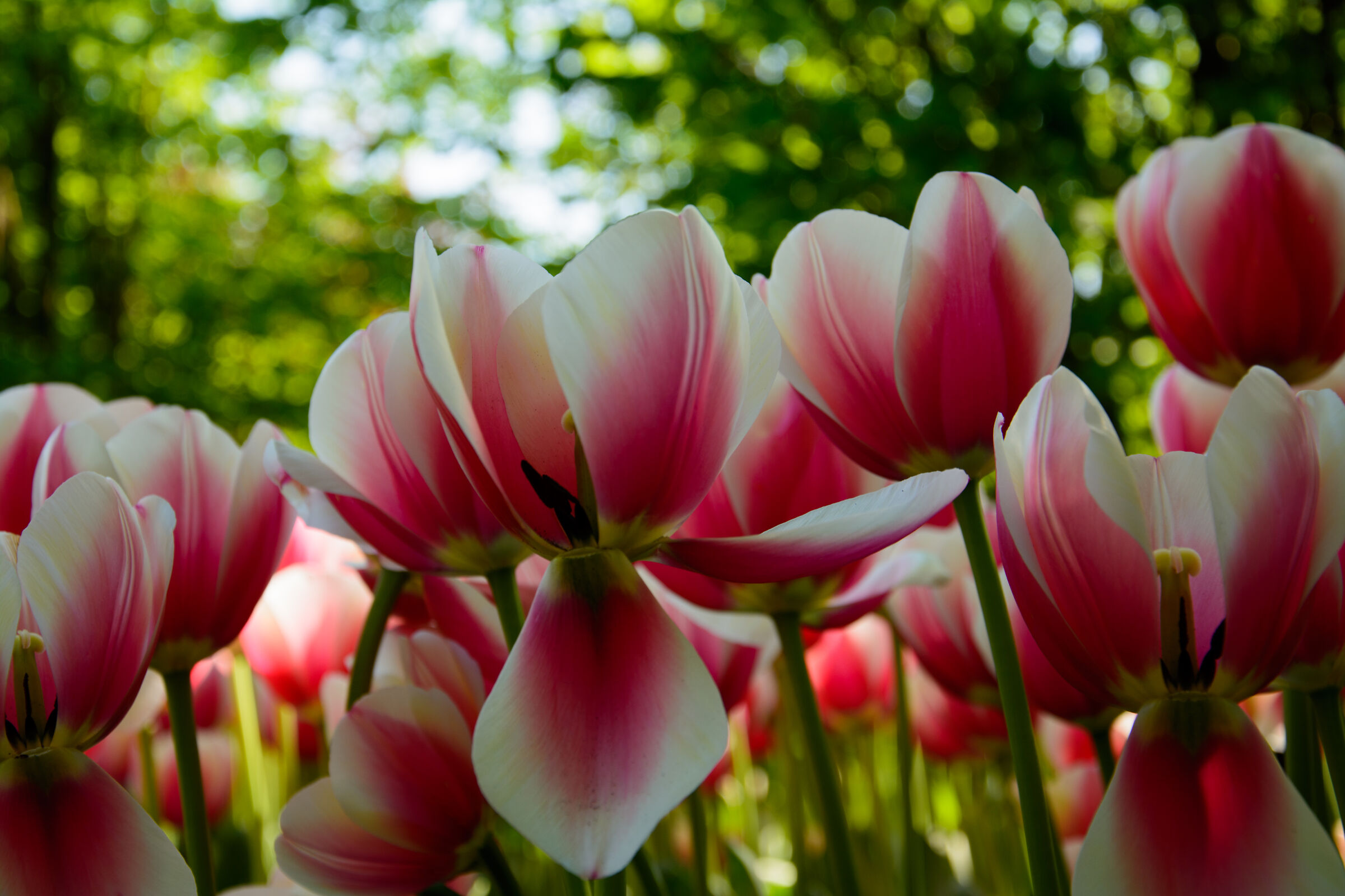 Tulips