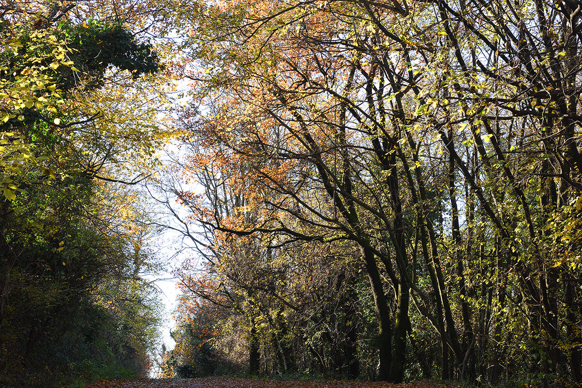 Parco regionale di Montevecchia e Valle del Curone.