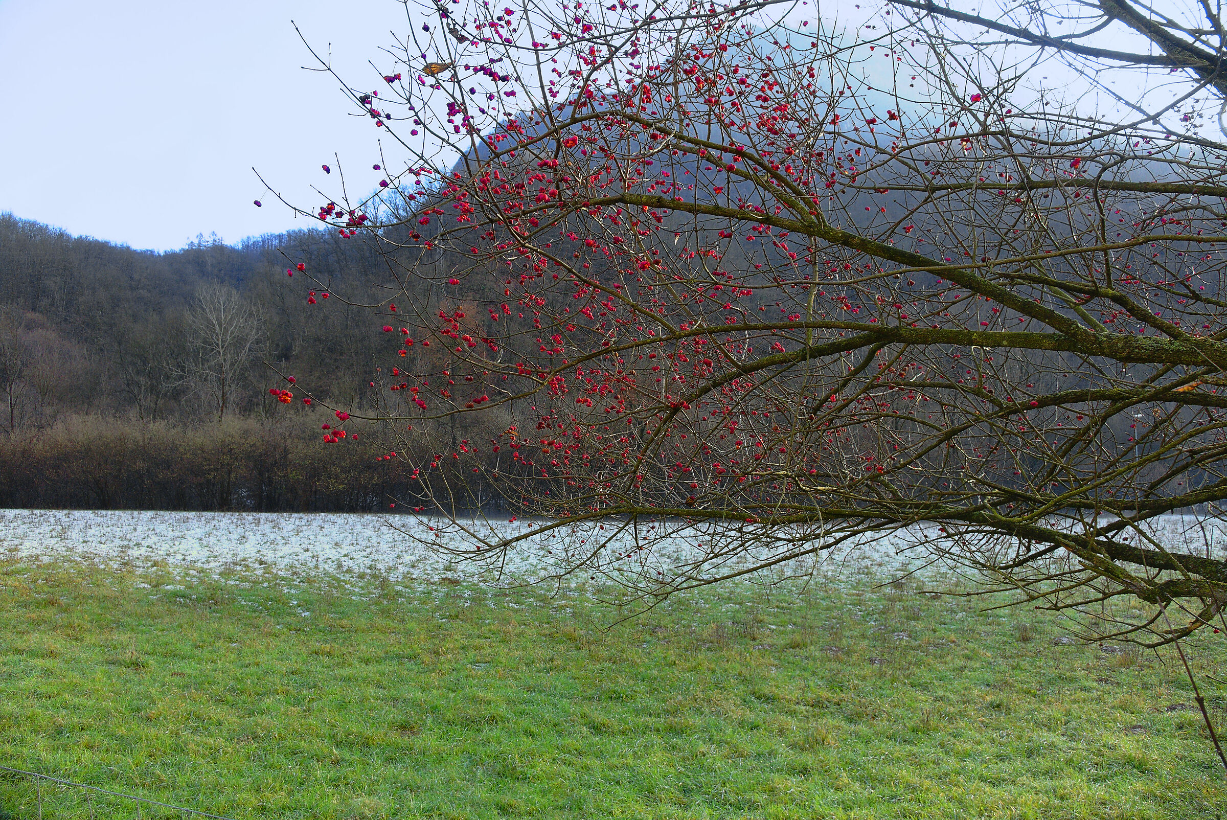 Fusaggine a Dicembre