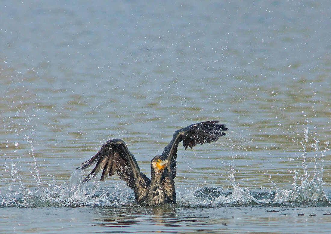 Cormorano in distress