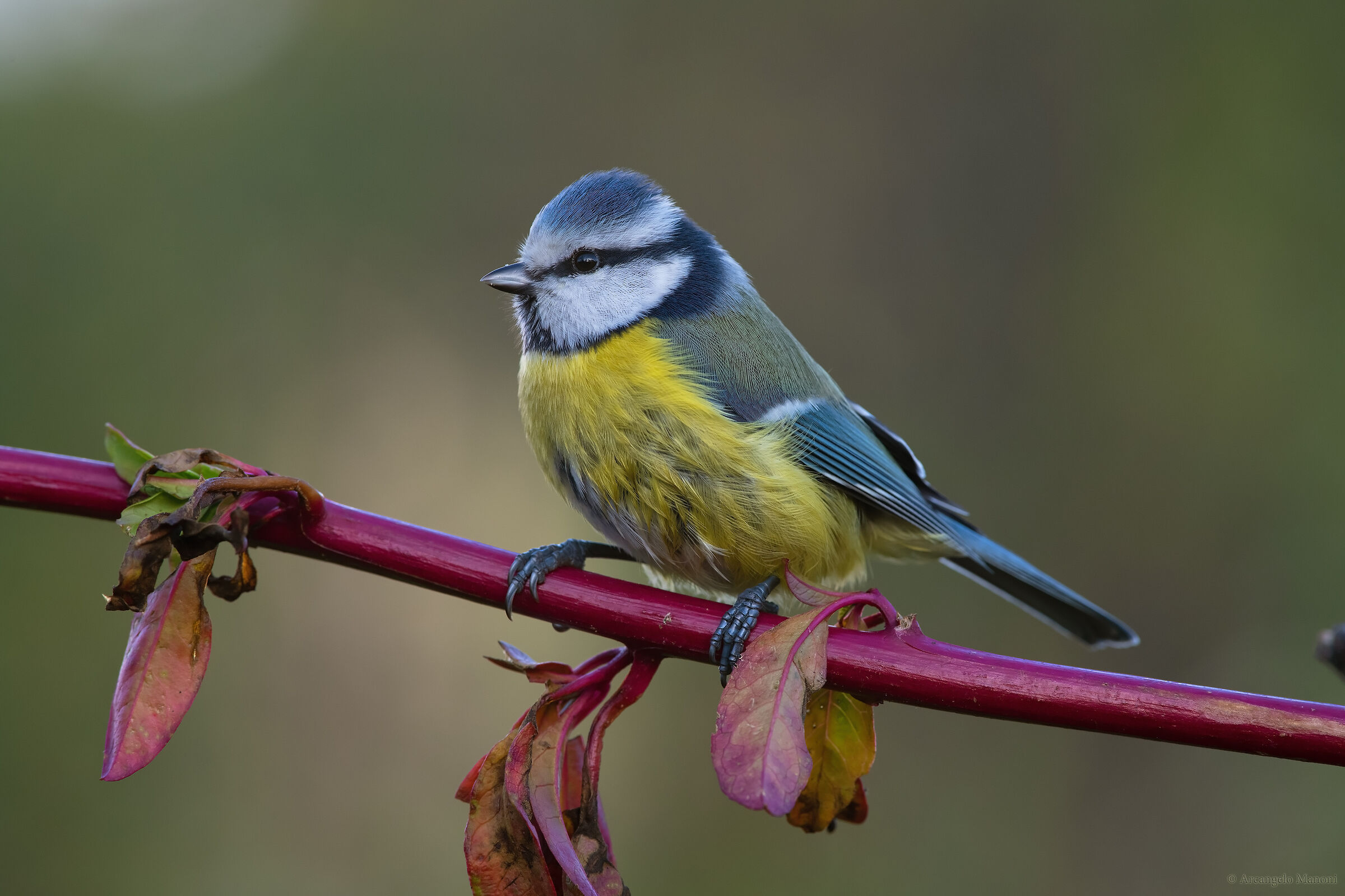 Ancora una volta ha posato per me