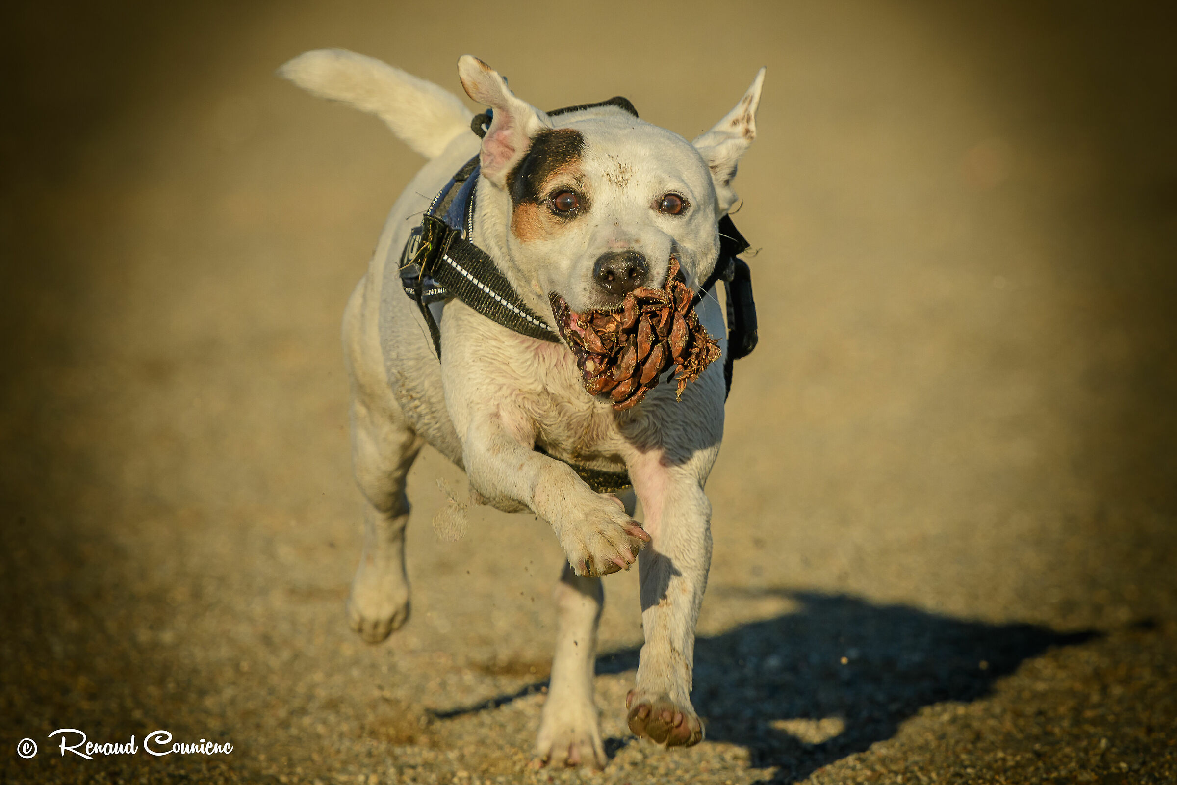 Riporta il prima possibile