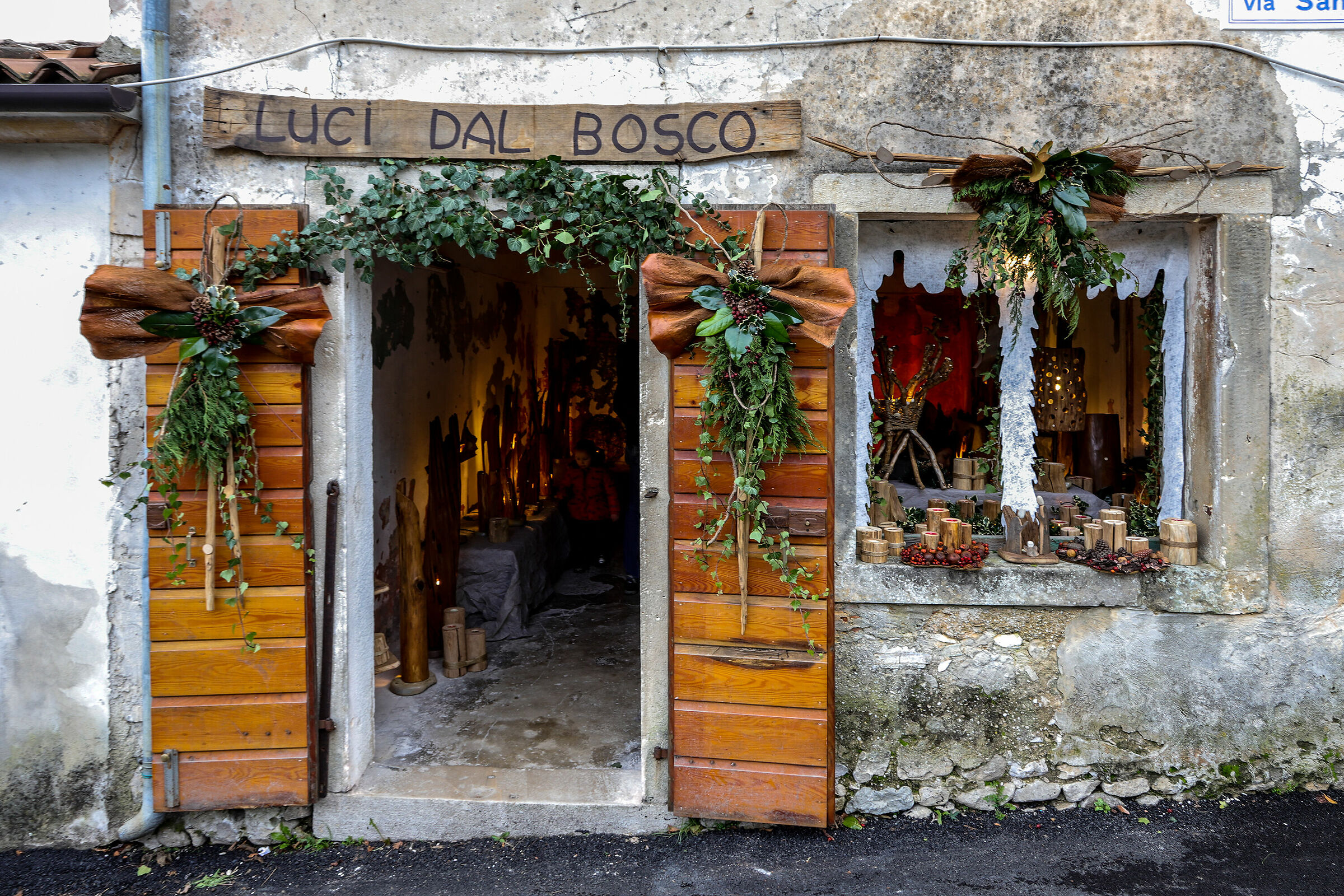 Lights from the Woods