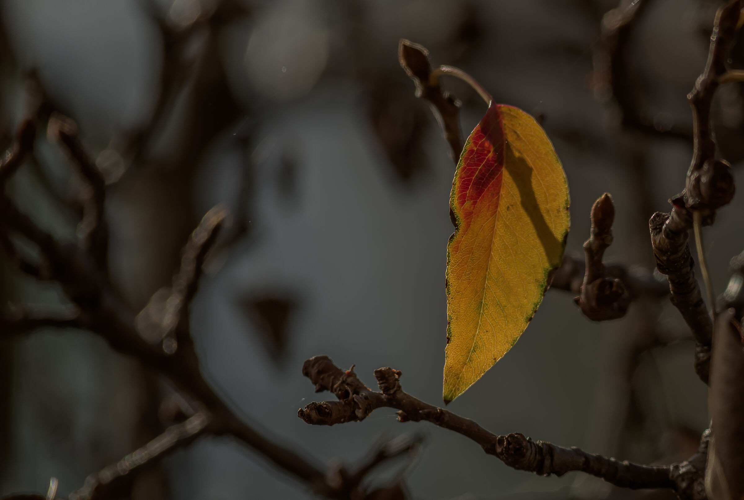 Drop of light