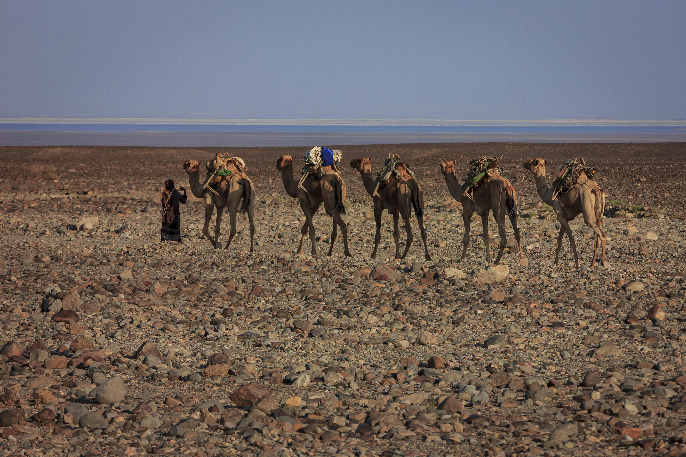 Dancalia.Caravana di dromedari Verso la Piana del sale
