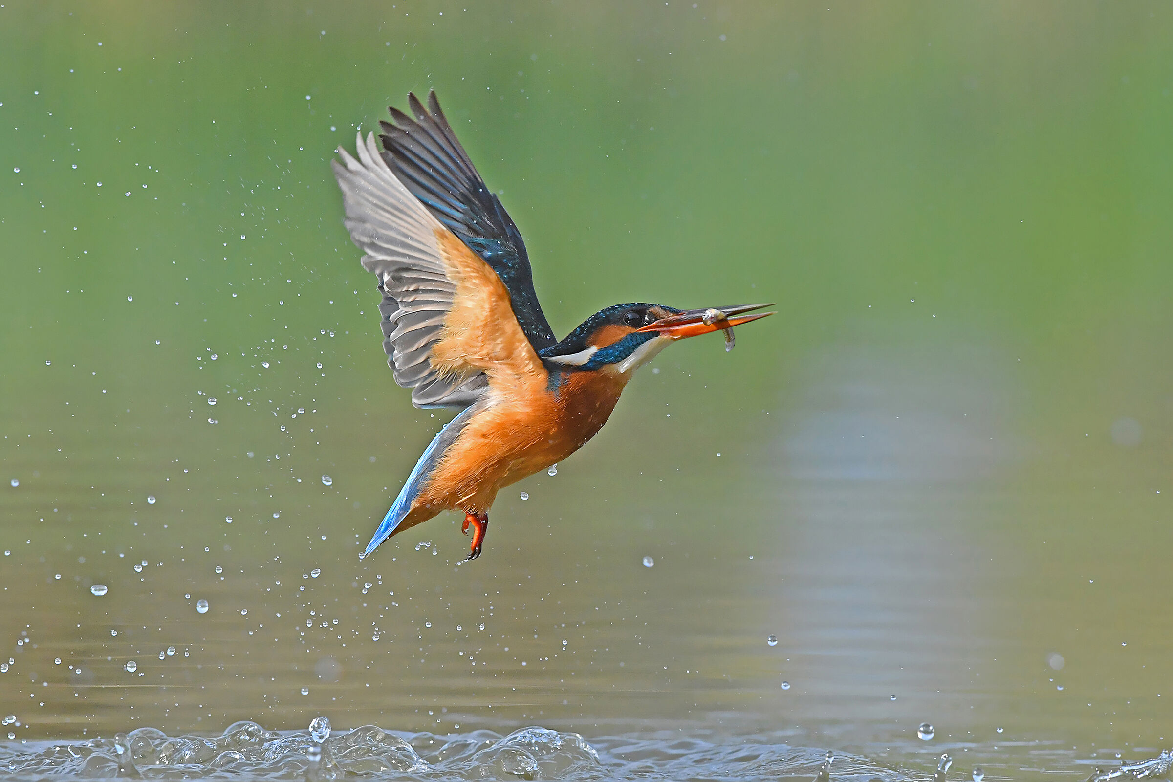 Storie di piume 3  ( Martin pescatore F.)
