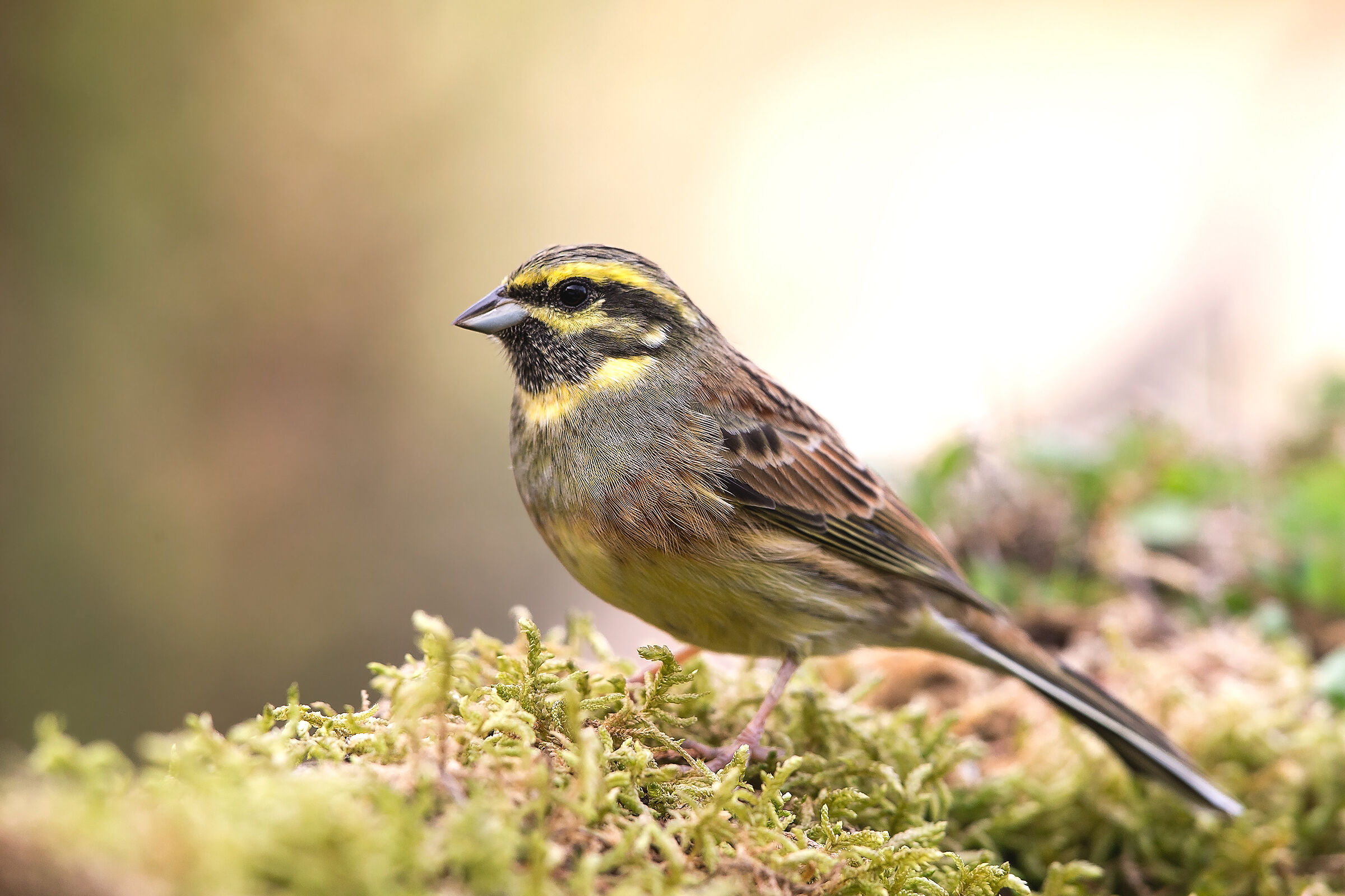 Zigolo nero (Emberiza cirlus)
