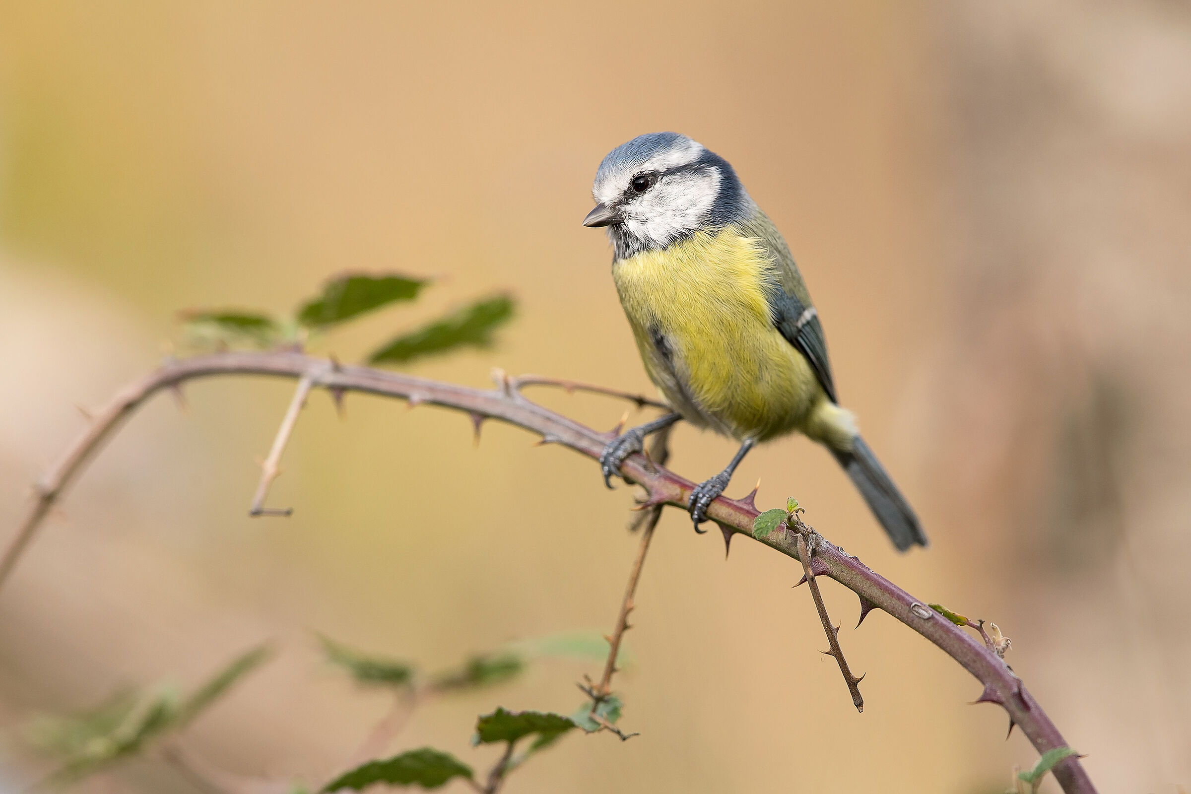 Cinciarella (Cyanistes caeruleus)