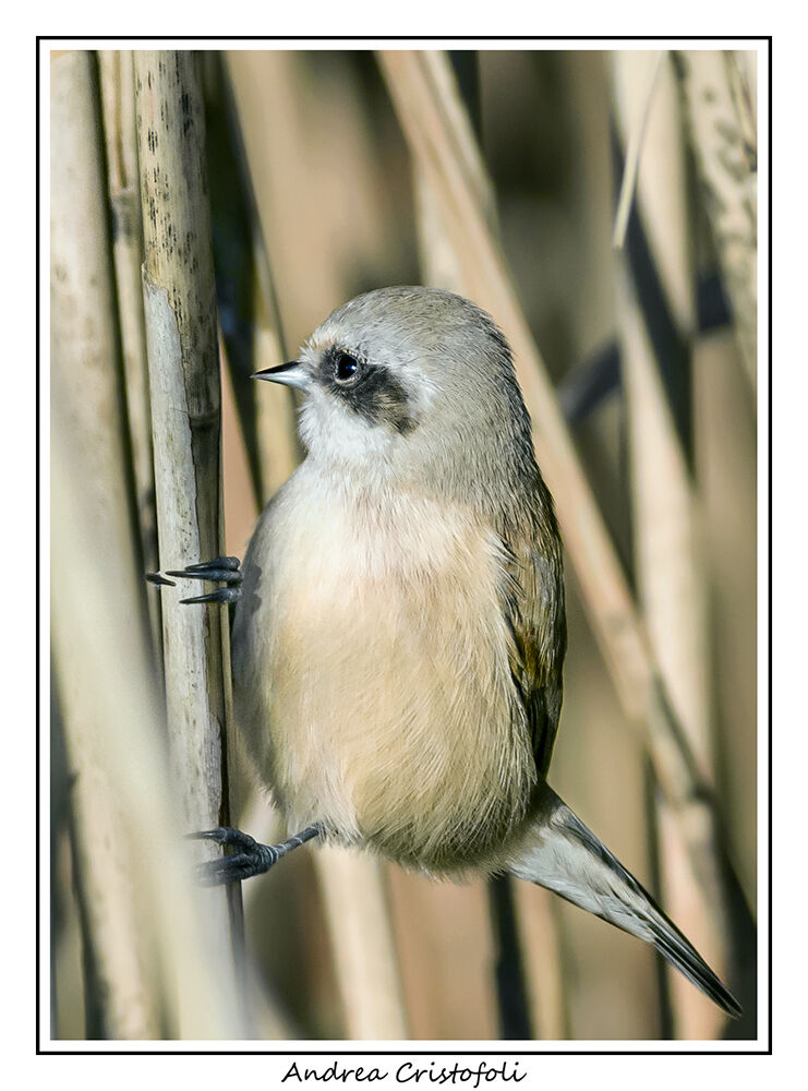 Pendolino in the reed