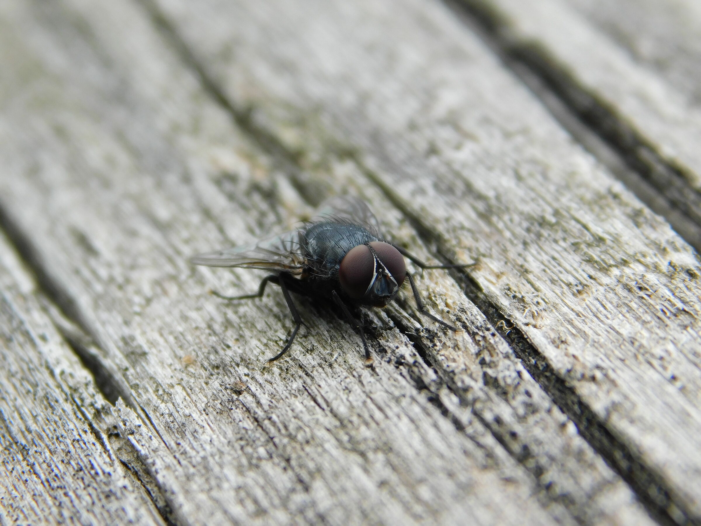 Gli occhi non mentono mai