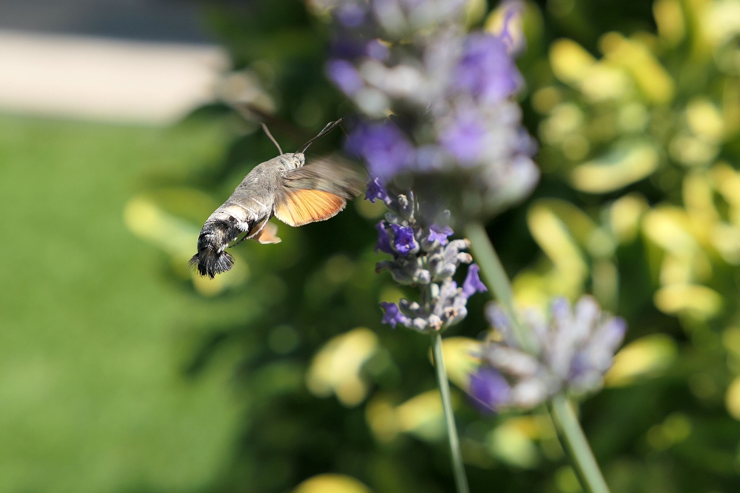 The hummingbird sphinx and the lavender