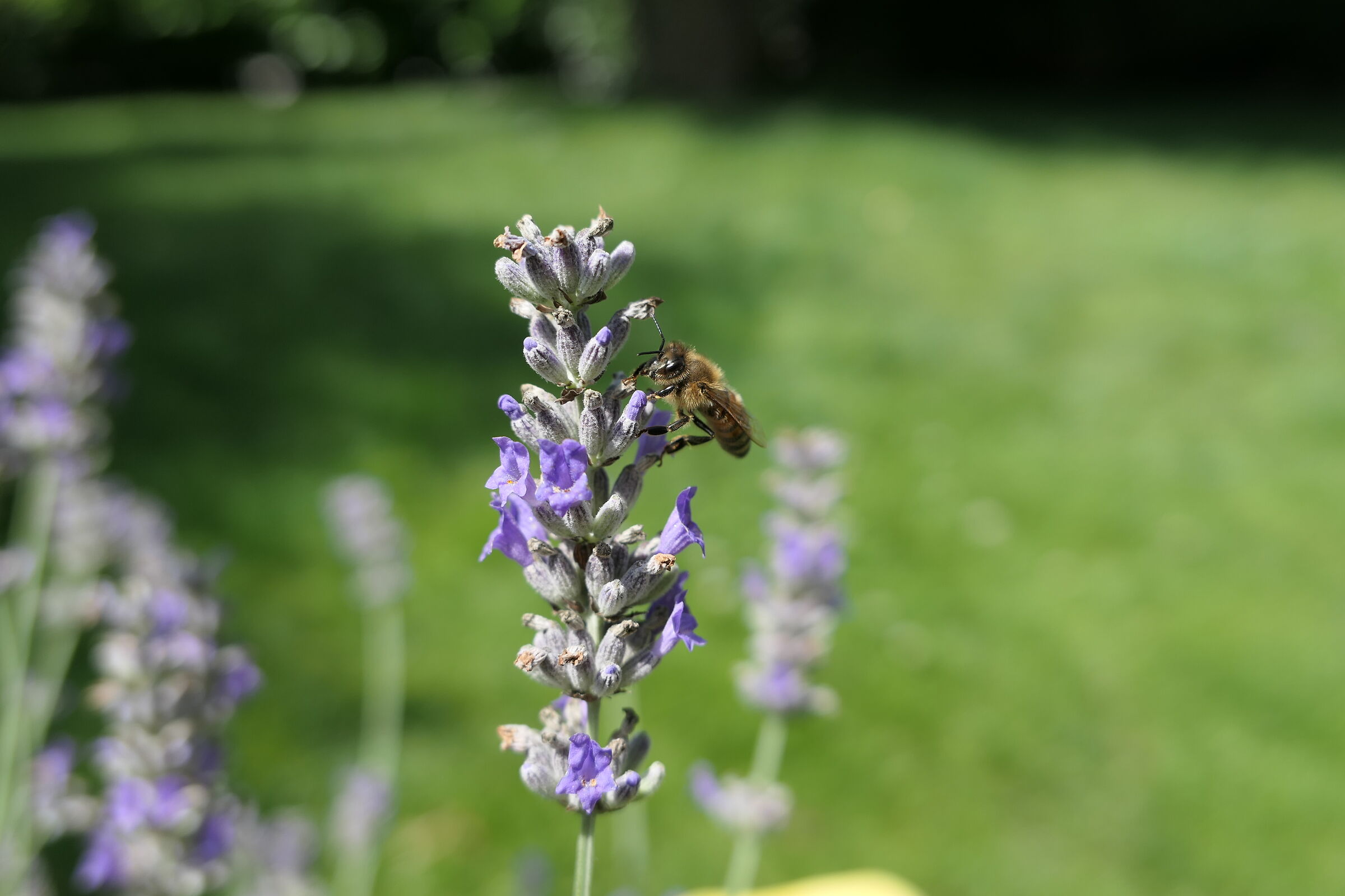 Bee and lavender