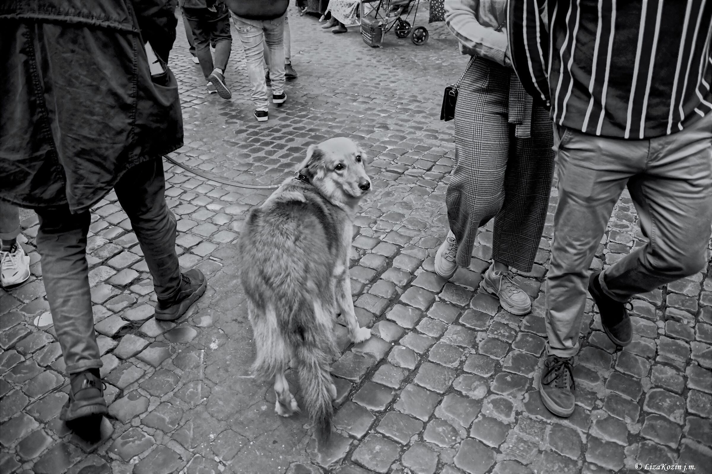 Lungaretta Street. Trastevere. Rome