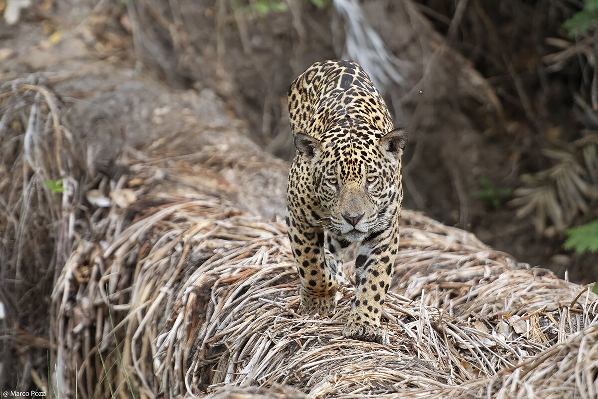 Walking on the trunk