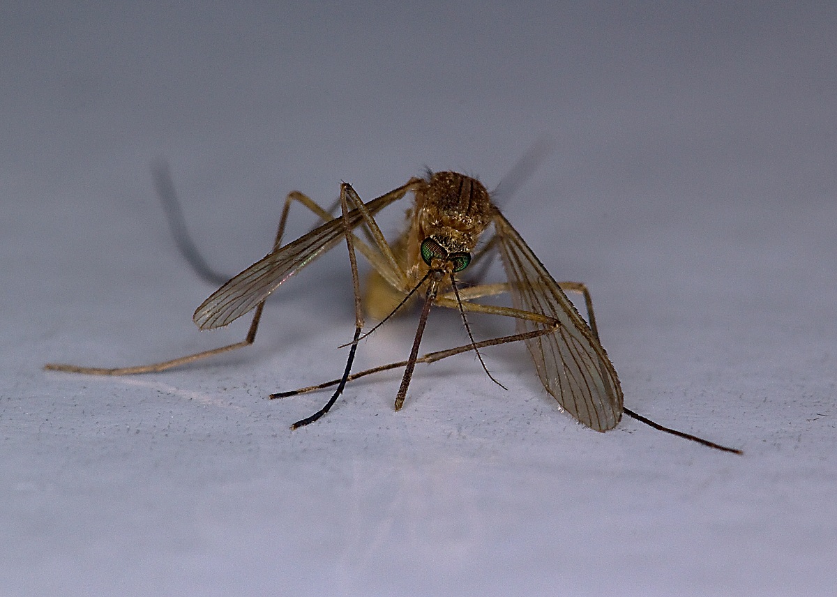 Zanzara 2