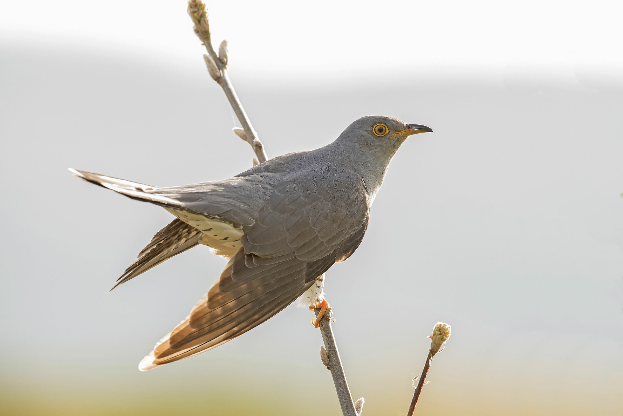 Cuco-cinzento (Cuculus canorus)