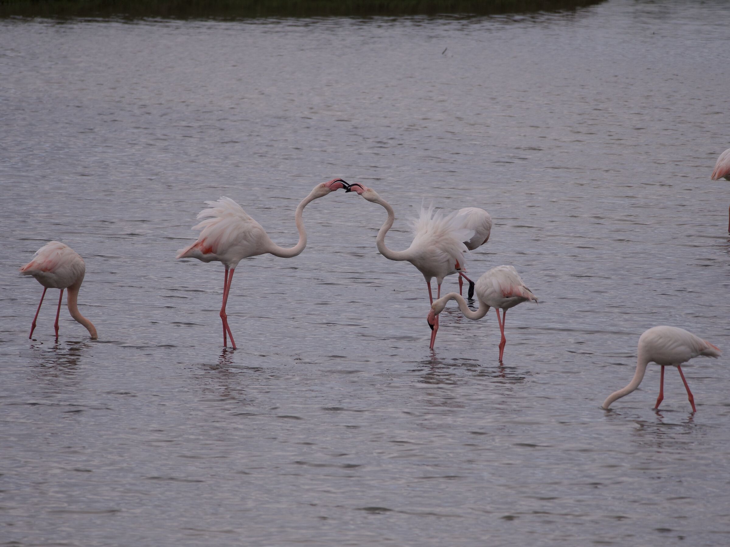 Flamingos
