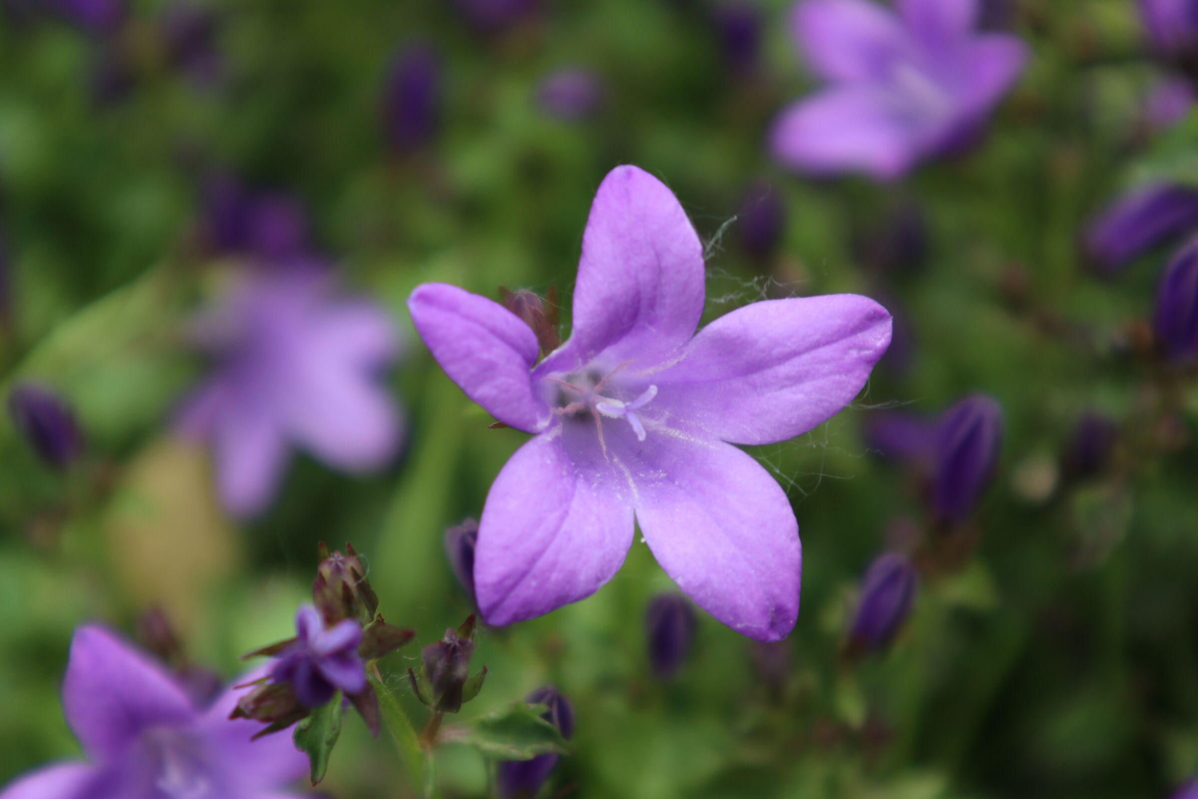 Purple Standing from the background