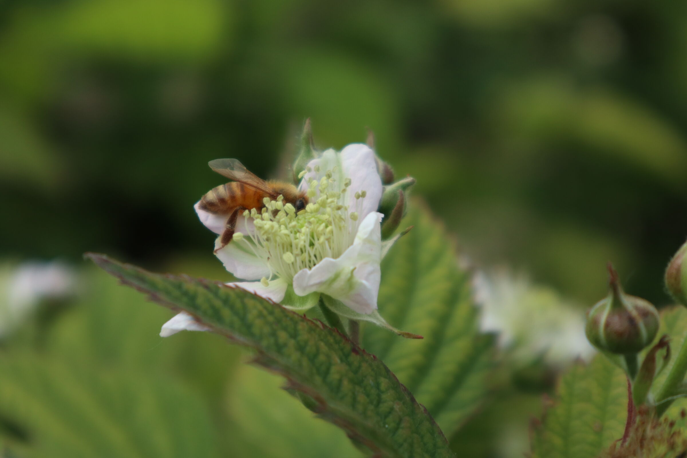 Busy Bee and the BlackBerry flower