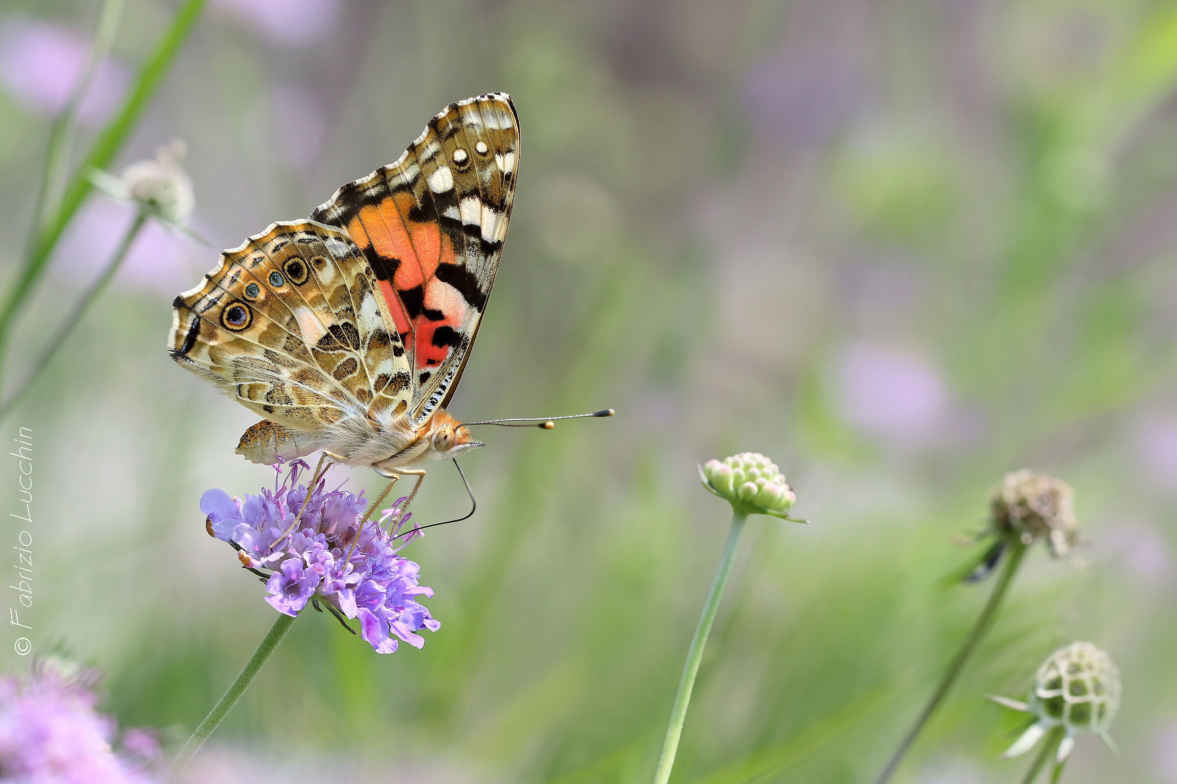 Vanessa del Cardo (Vanessa cardui)
