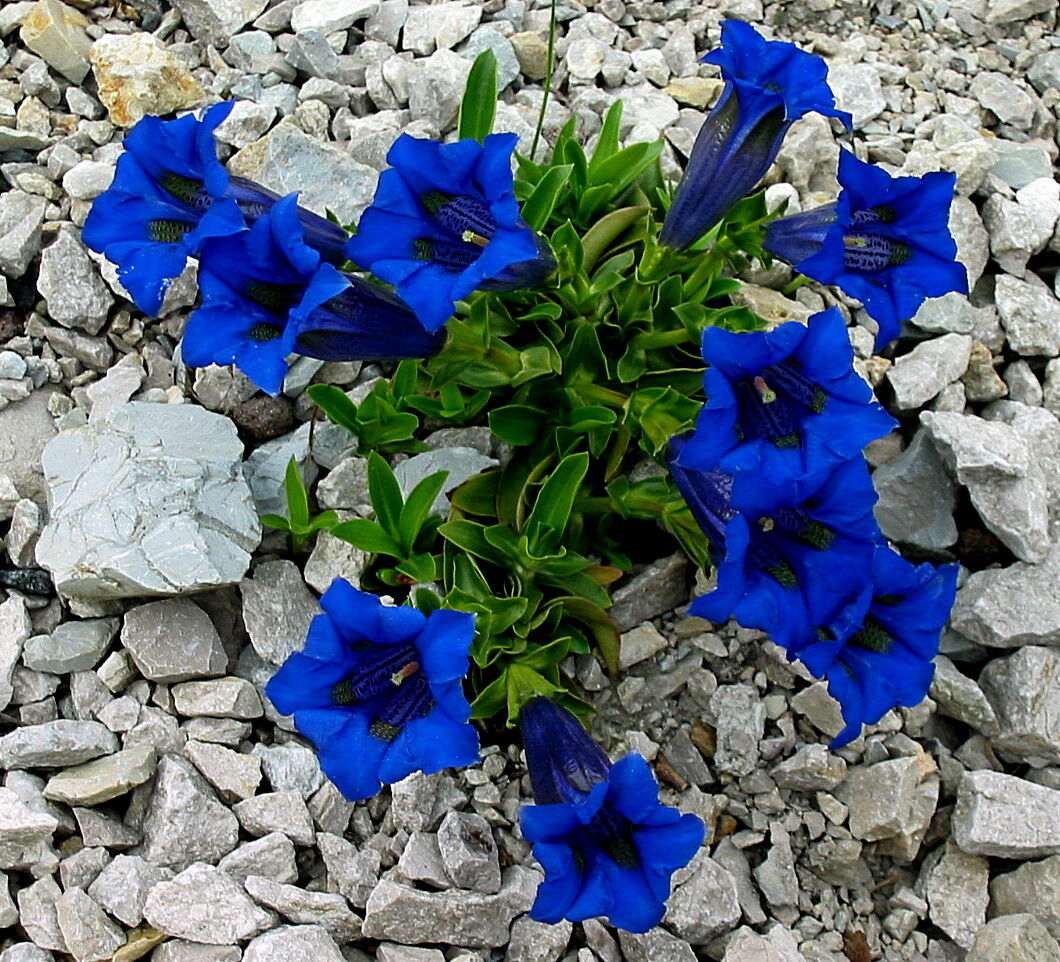 Gentian