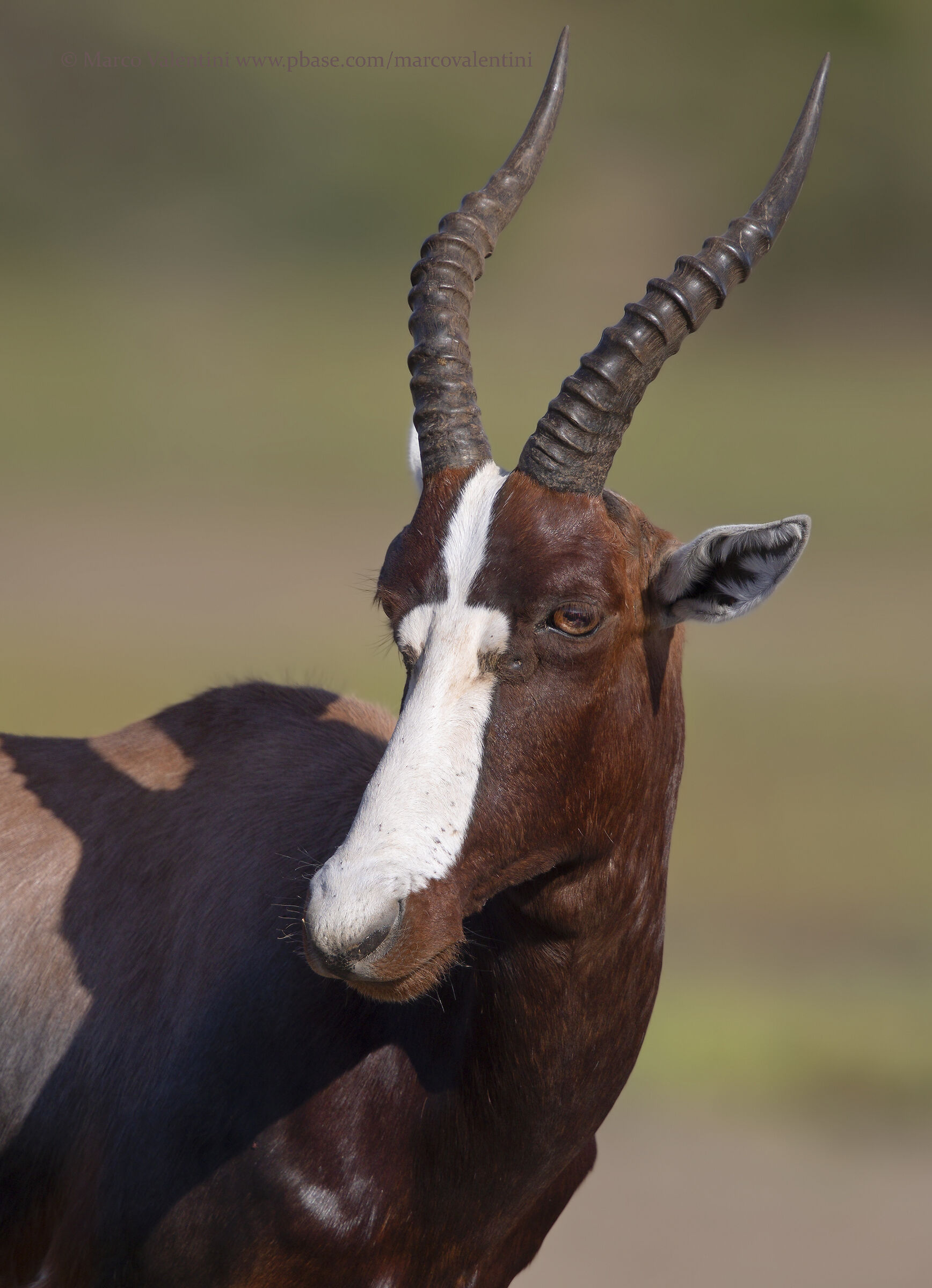 Bontebok