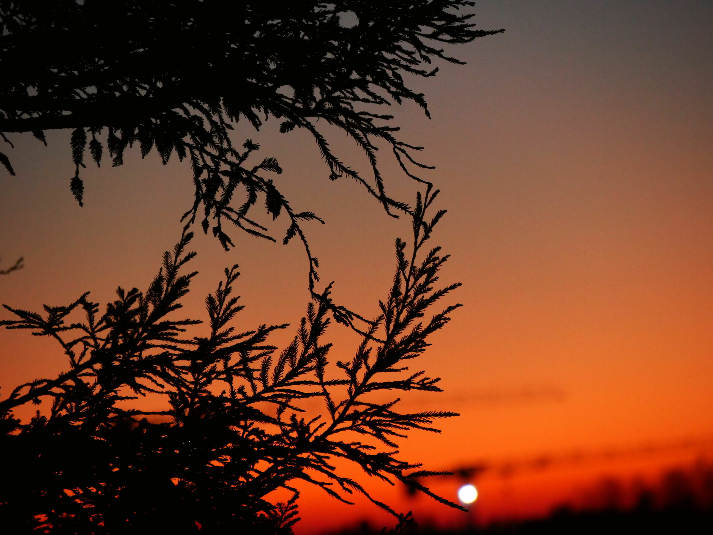 Quando i rami toccano il sole all'alba