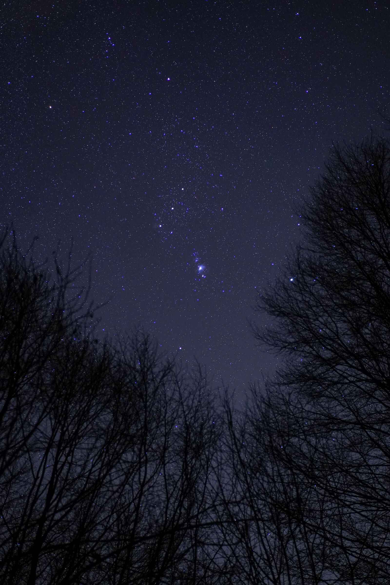 Orion and treesss