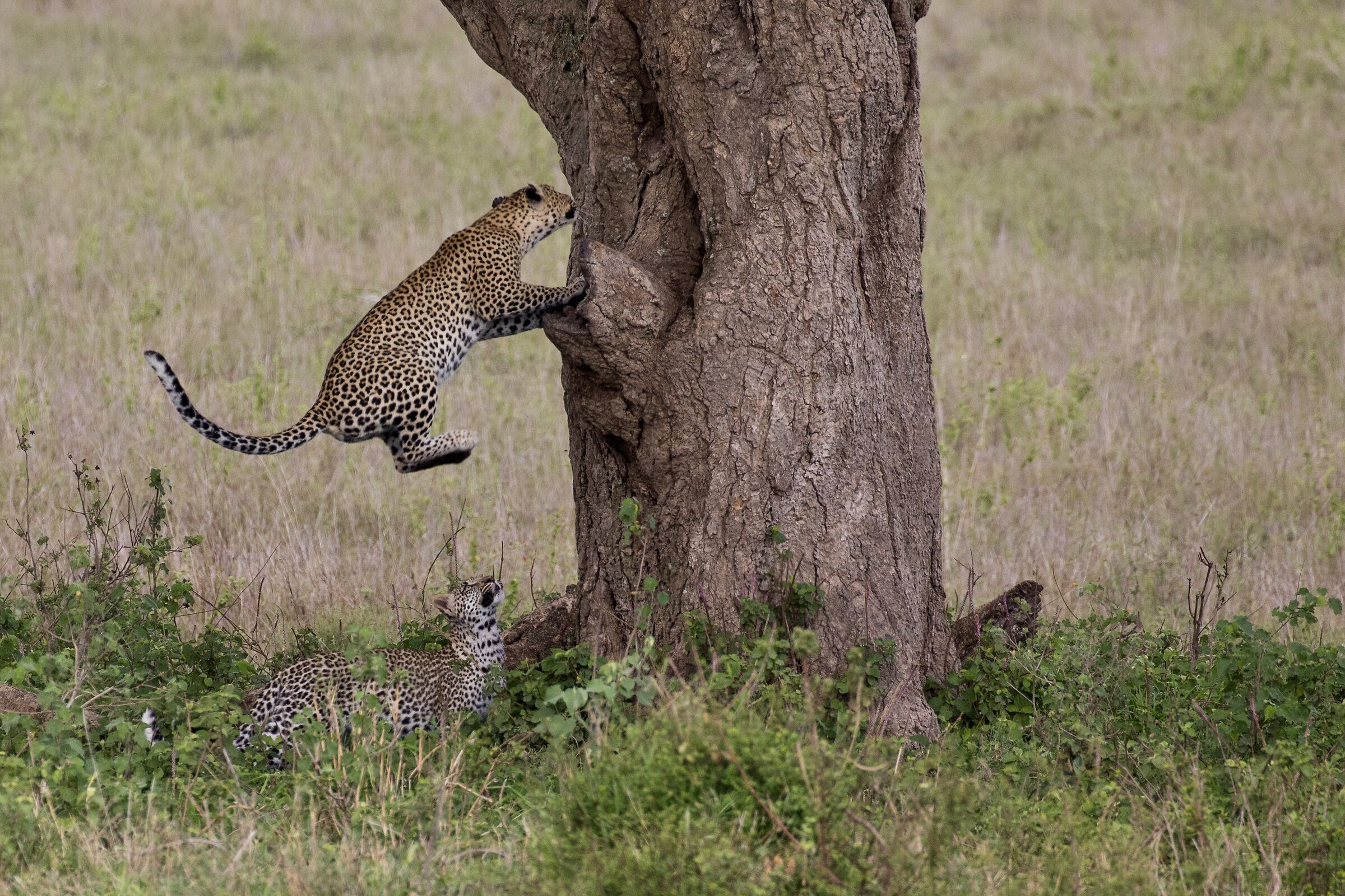 The Leopard Leap