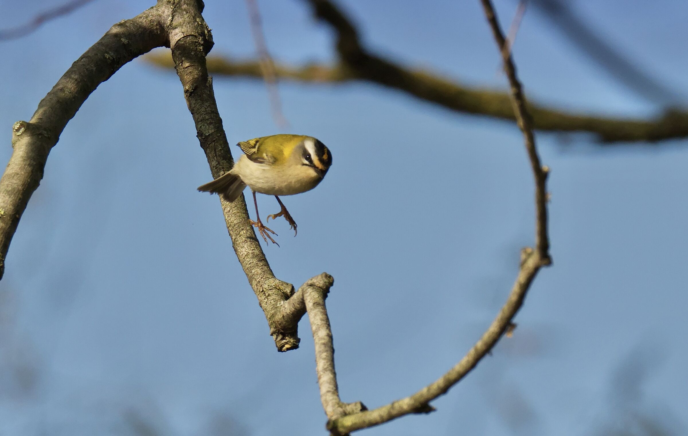Il fiorrancino sospeso