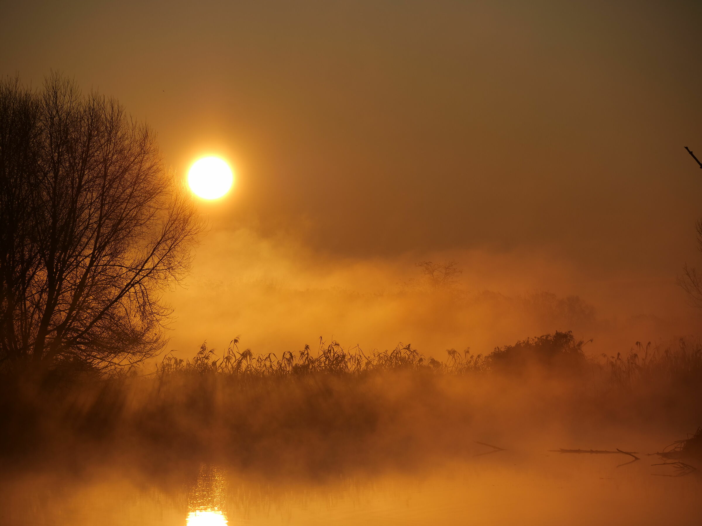 Sunrise in the swamp