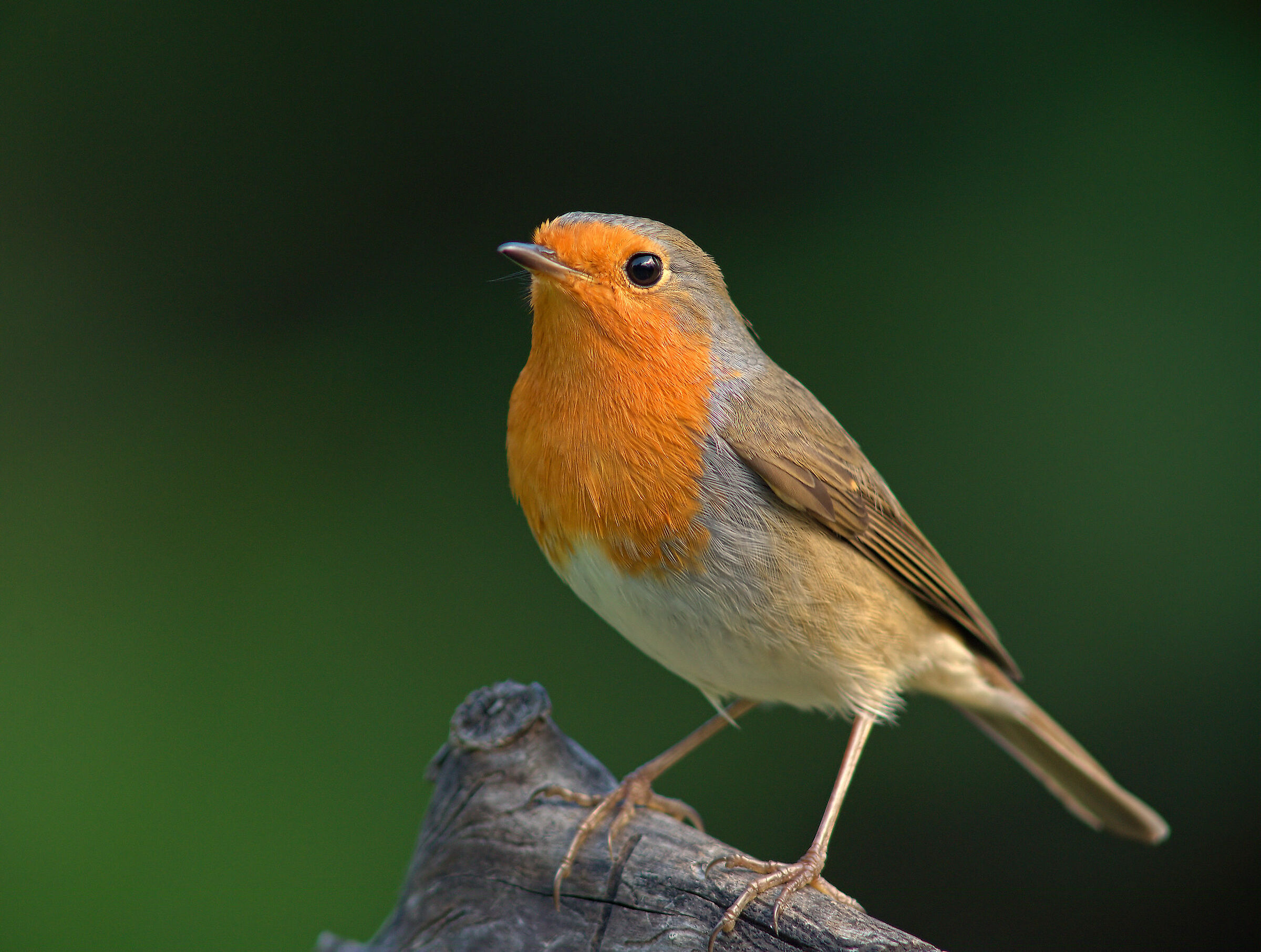 Robin